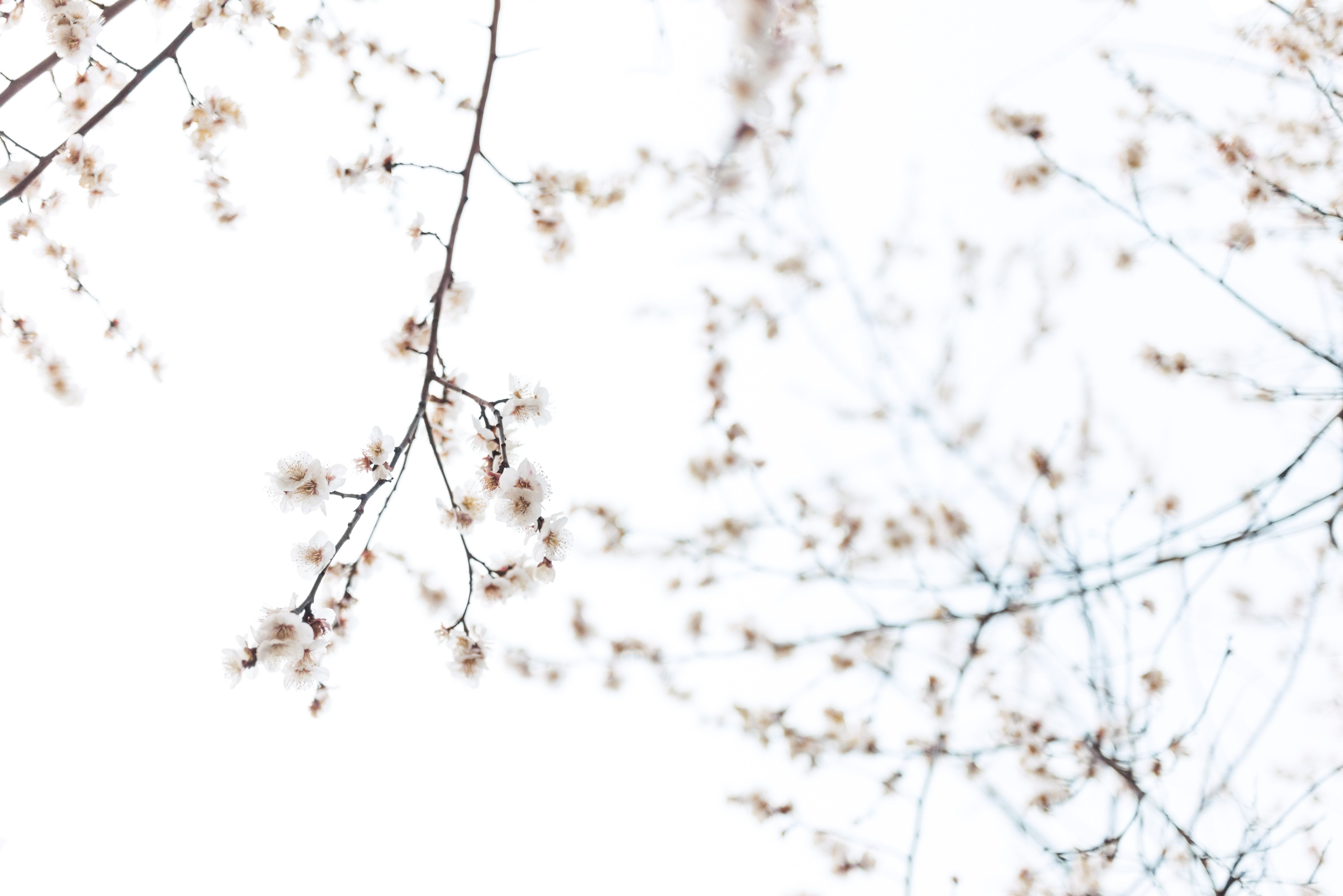 5769x3851 #floral, #japaneseplum, #pink, #white, #flower, #spring, #tree, #zen, #plant, #wallpaper, #plum, #minimal, #PNG image HD Wallpaper