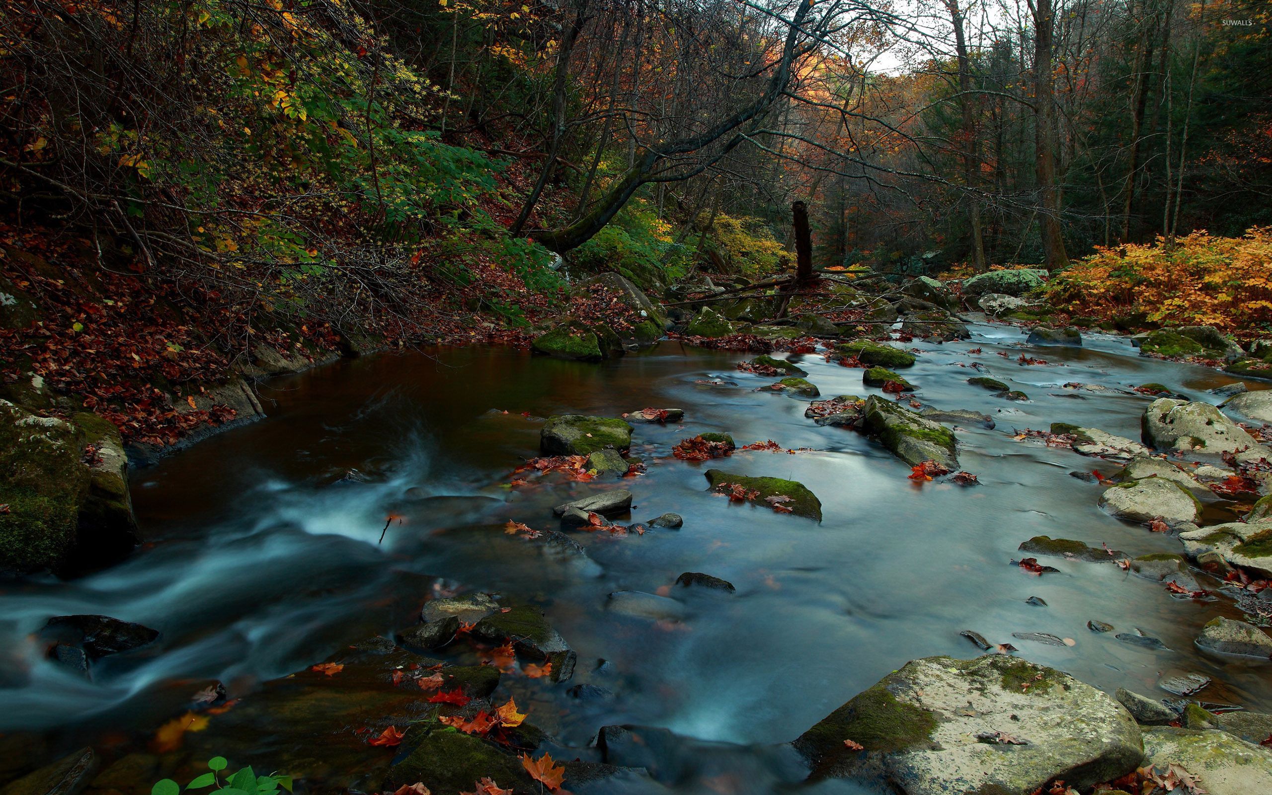 Autumn leaves in the mystic mountain