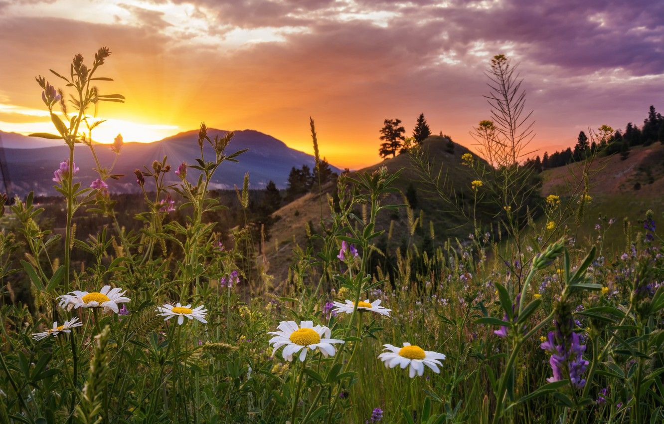 Wallpaper sunset, flowers, mountains, chamomile, meadow, Canada, Canada, British Columbia, British Columbia, Kootenay National Park, Kootenay Rockies, Kootenay national Park image for desktop, section пейзажи