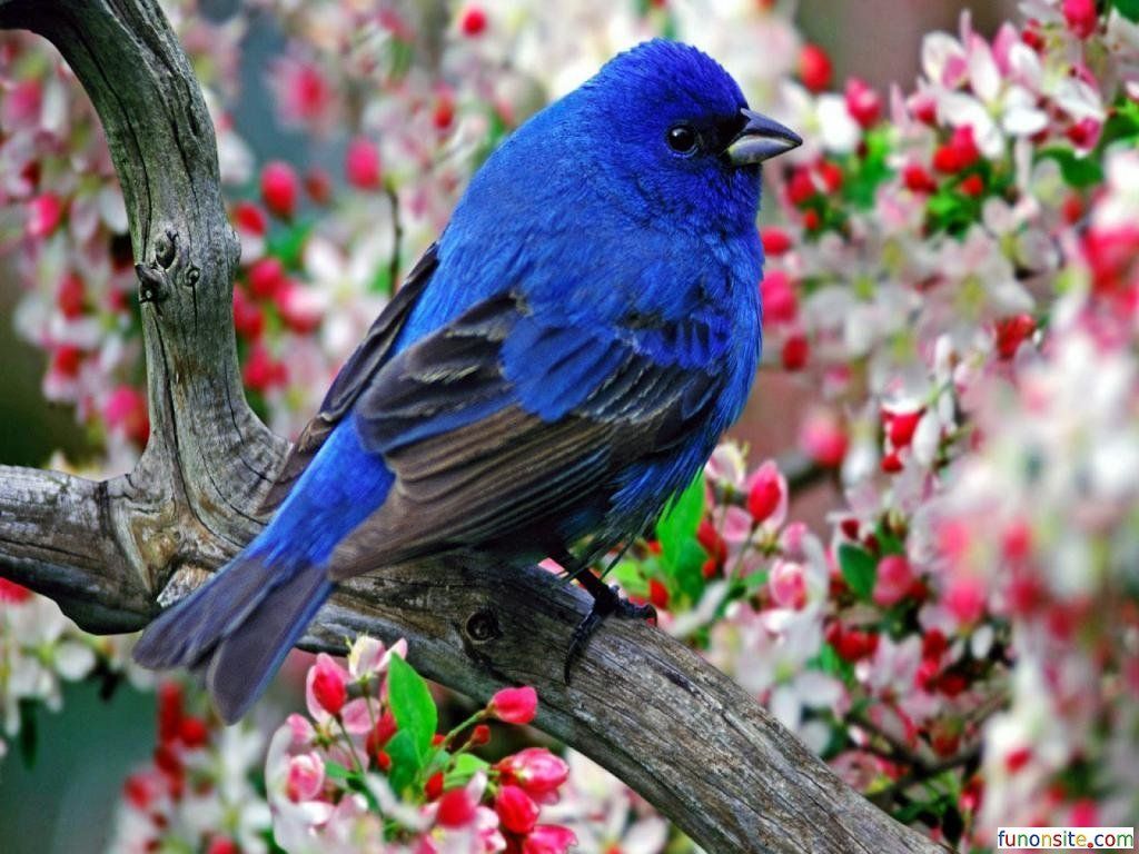 Colourful Sparrow Bird Image Download Free. Animal. Beautiful bird wallpaper, Wildlife wallpaper, Birds wallpaper hd