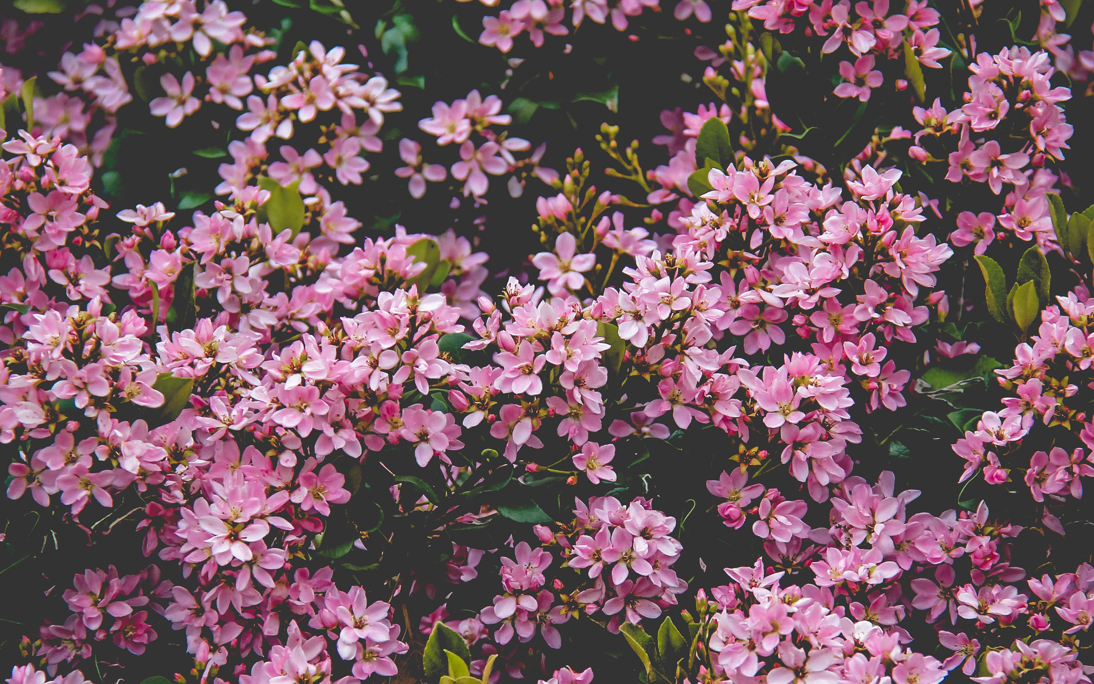Flower Pink Spring Happy Nature Wallpaper