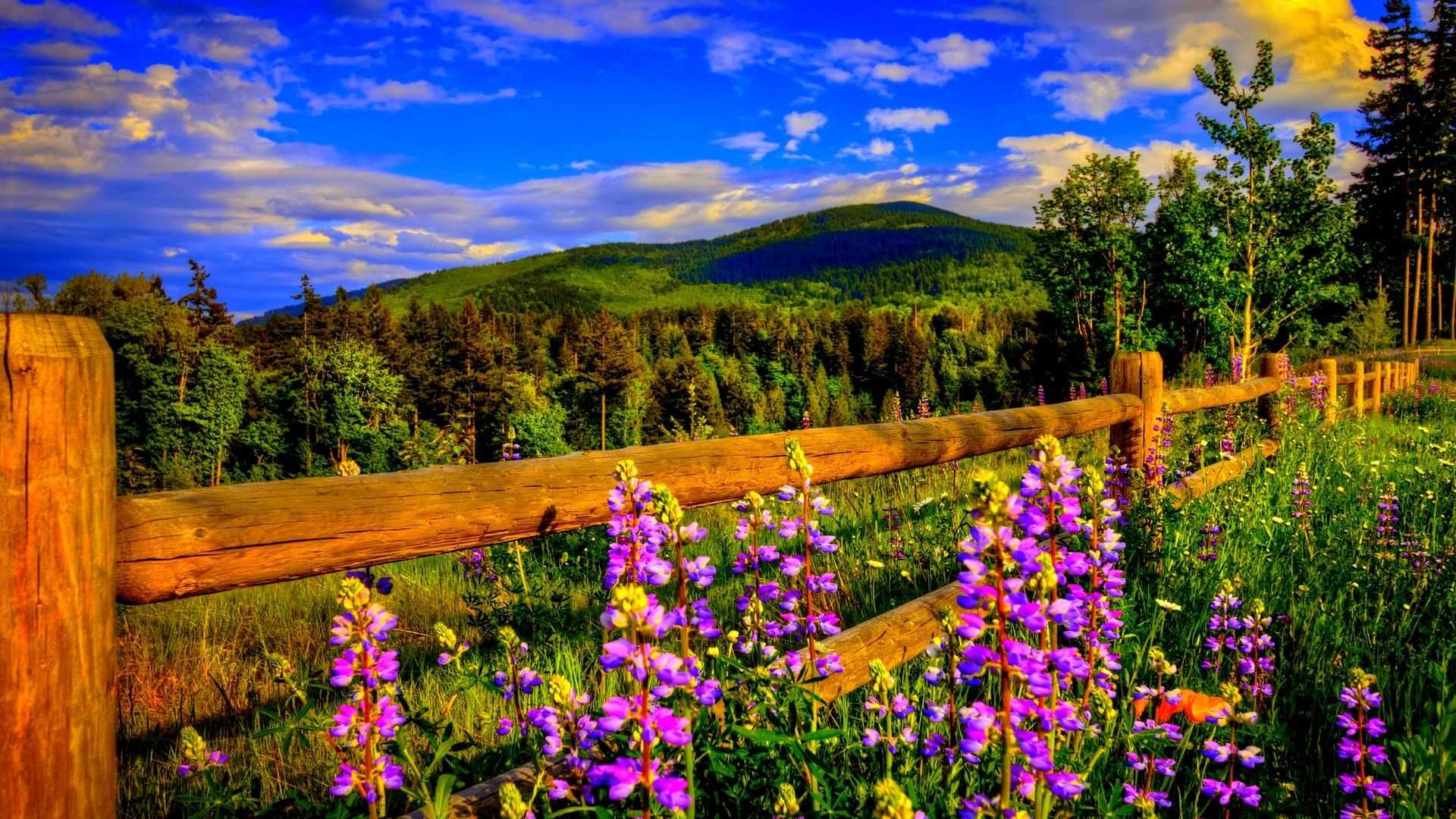 Spring Background Wallpaper