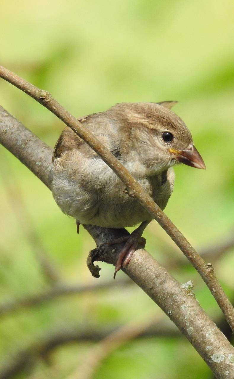 Springtime Bird wallpaper