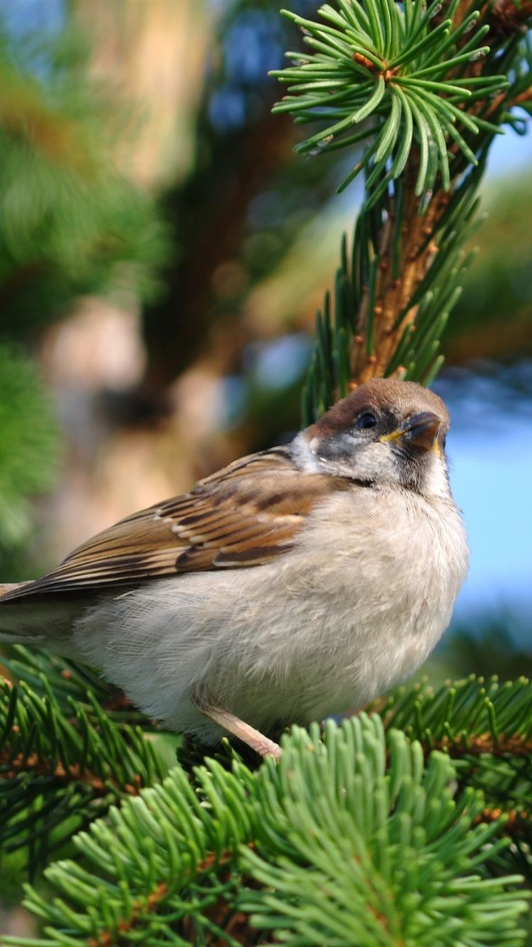 Sparrow Spring Pine Tree 750x1334 IPhone 8 7 6 6S Wallpaper, Background, Picture, Image