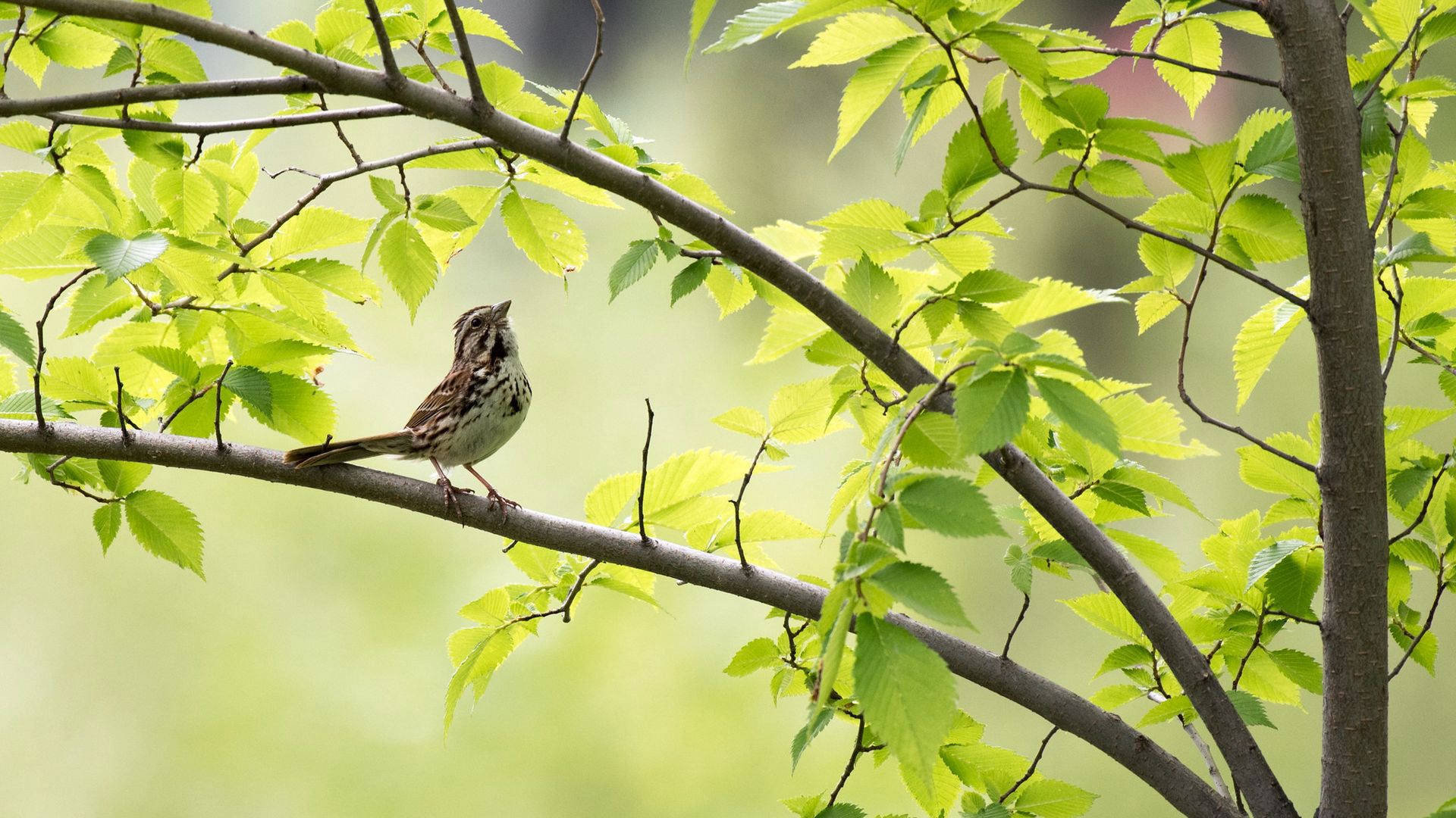 Wallpaper Sparrow, Bird, Spring, Branch, Leaves