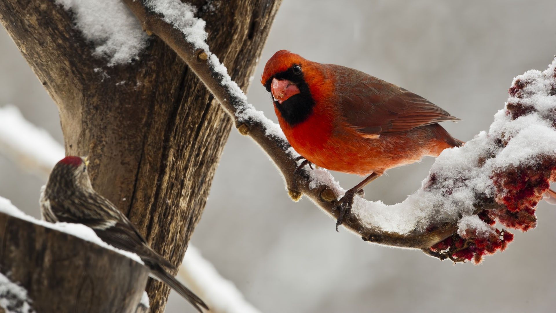 Wallpaper, birds, animals, nature, red, snow, winter, branch, wildlife, Cardinals, spring, beak, sparrow, finch, season, fauna, 1920x1080 px, perching bird, vertebrate, close up, old world flycatcher 1920x1080 Wallpaper