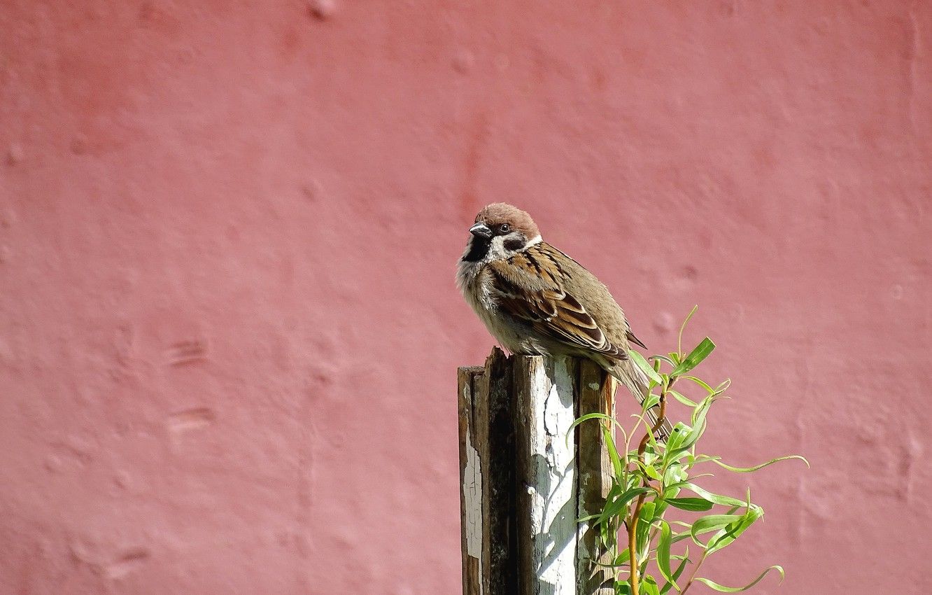 Wallpaper spring, Sparrow, bird image for desktop, section животные