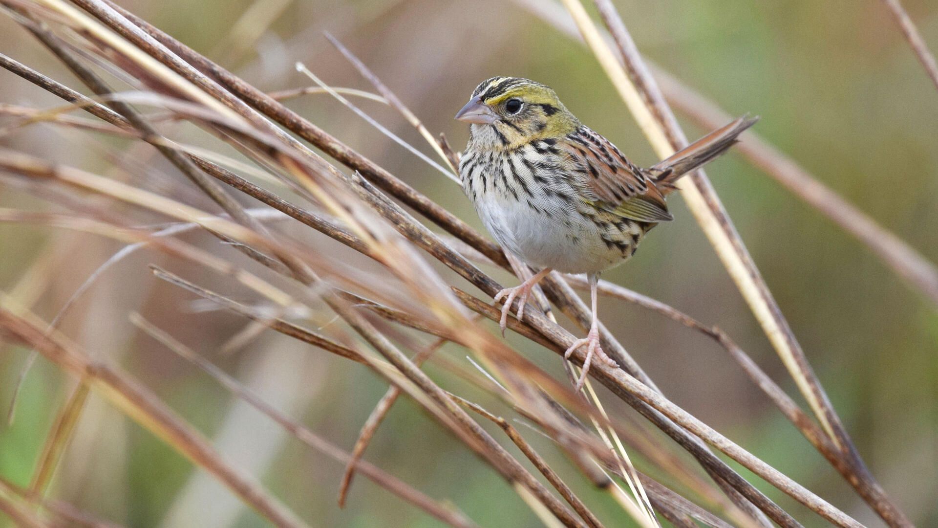 Henslow's Sparrow. Audubon Field Guide