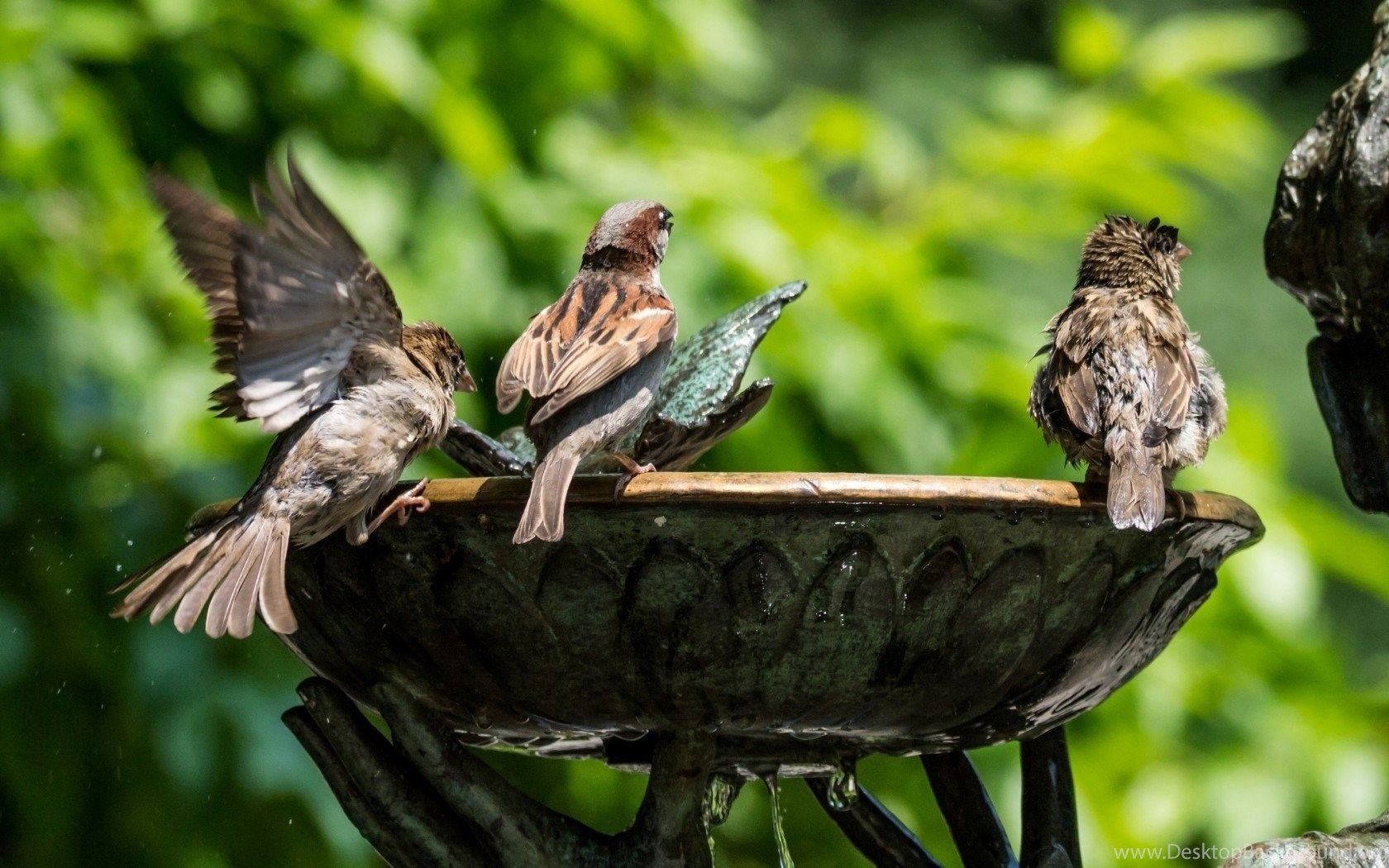 Birds Sparrows Bathing Bird Bath Swimming Birds Spring Landscape. Desktop Background