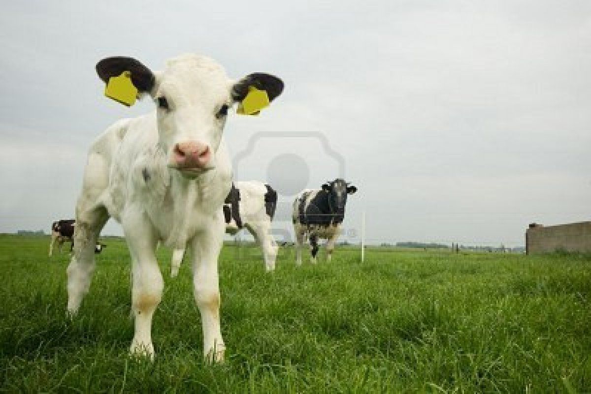 Free download Cute Cows New Photo 2011 Funny And Cute Animals [1200x801] for your Desktop, Mobile & Tablet. Explore Cute Cow Wallpaper. Funny Cow Wallpaper, Cow Wallpaper for Desktop, Cow Print Wallpaper