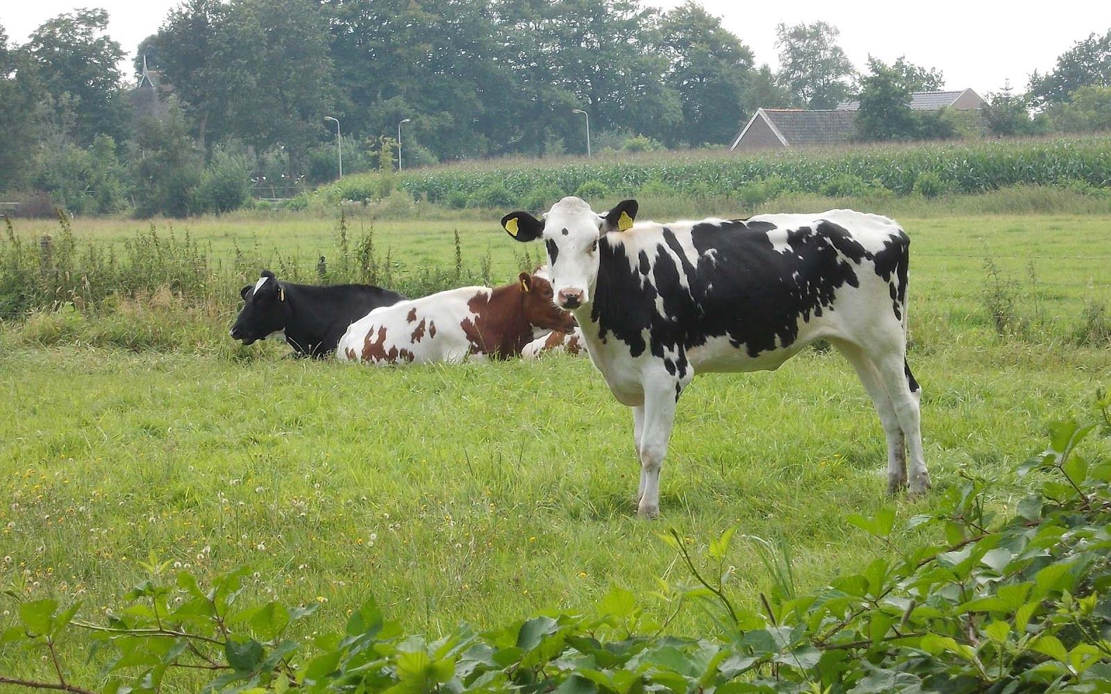 Dutch Cows Wallpaper. Dutch Wallpaper, Dutch Bros Wallpaper and Dutch Still Life Wallpaper