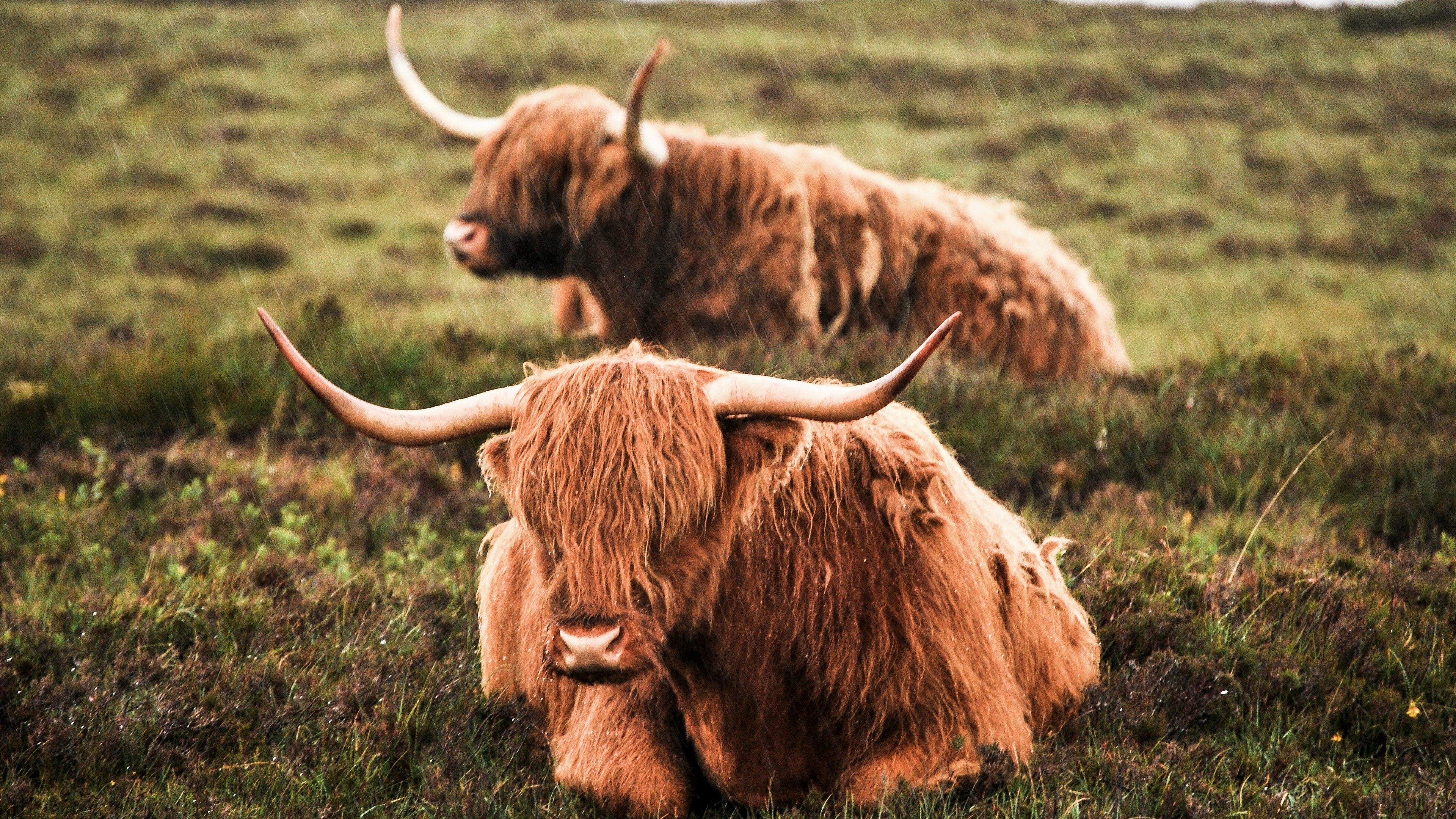 highland cattle HD wallpaper, Background