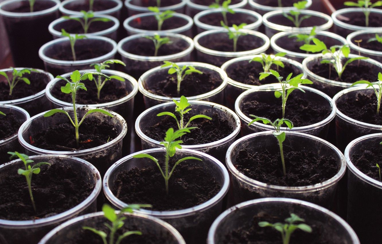 Seedling Wallpapers - Wallpaper Cave