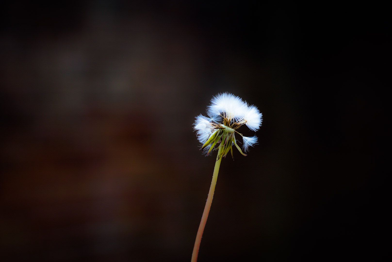 Wallpaper, flower, nature, Photohop, photography, weeds, Sony, seed, sigma, dandelion, 60mm, seedling, a psexpress, ilce sonya6000 1616x1080