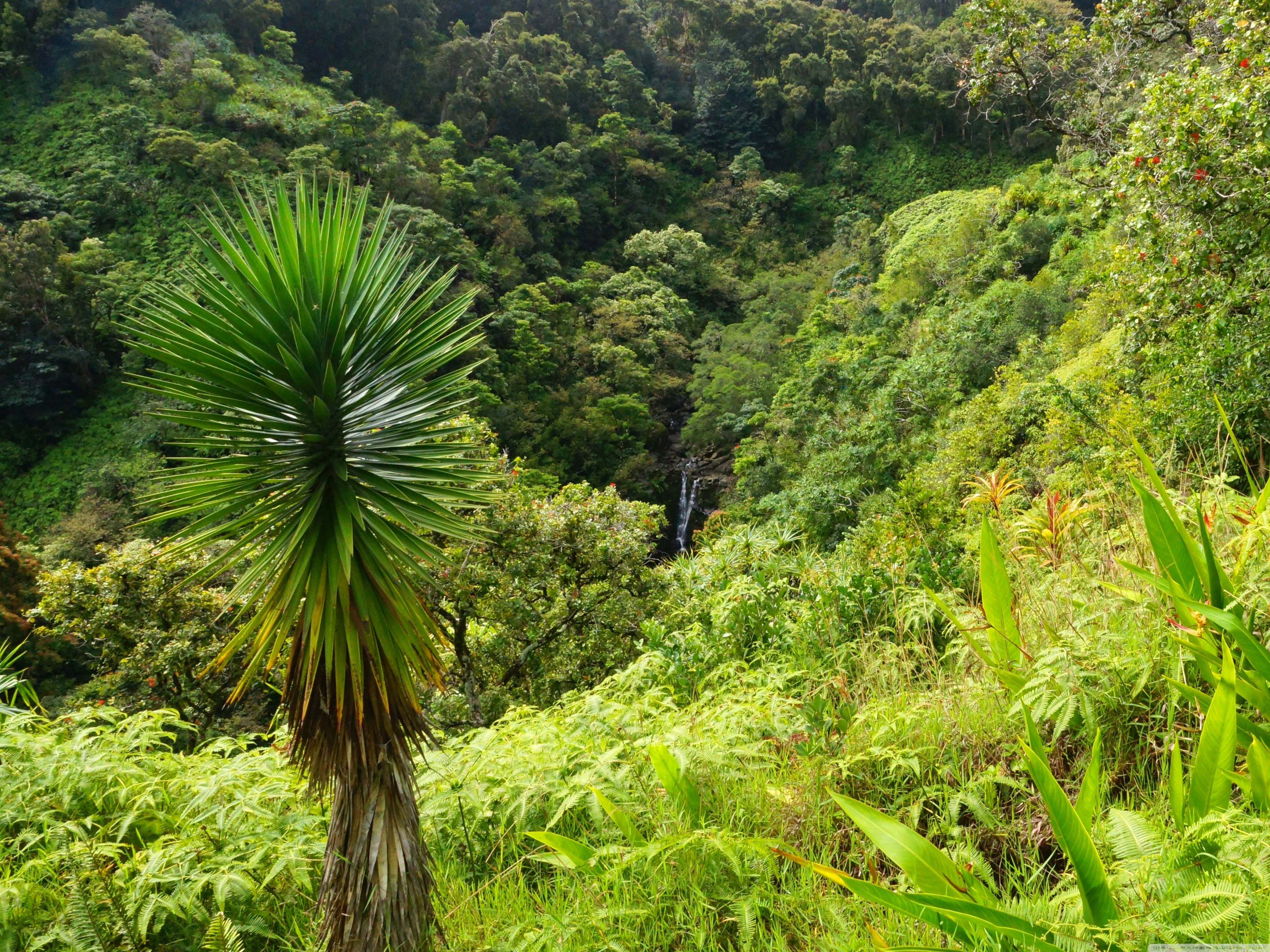 Garden Of Eden Arboretum Maui, Hawaii Ultra HD Desktop Background Wallpaper for 4K UHD TV, Widescreen & UltraWide Desktop & Laptop, Tablet