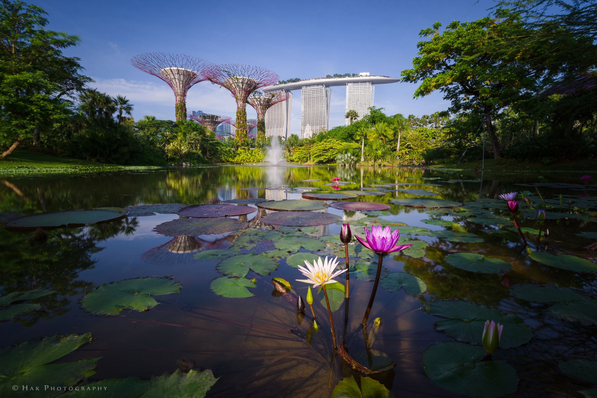 Wallpaper, morning, flower, gardens, by, Marina, bay, Singapore, Lotus, south, sands, mbs, supertrees 2048x1367