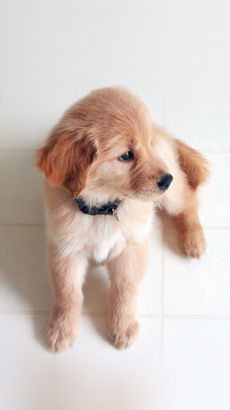 Puppy Love Cute Animal Nature