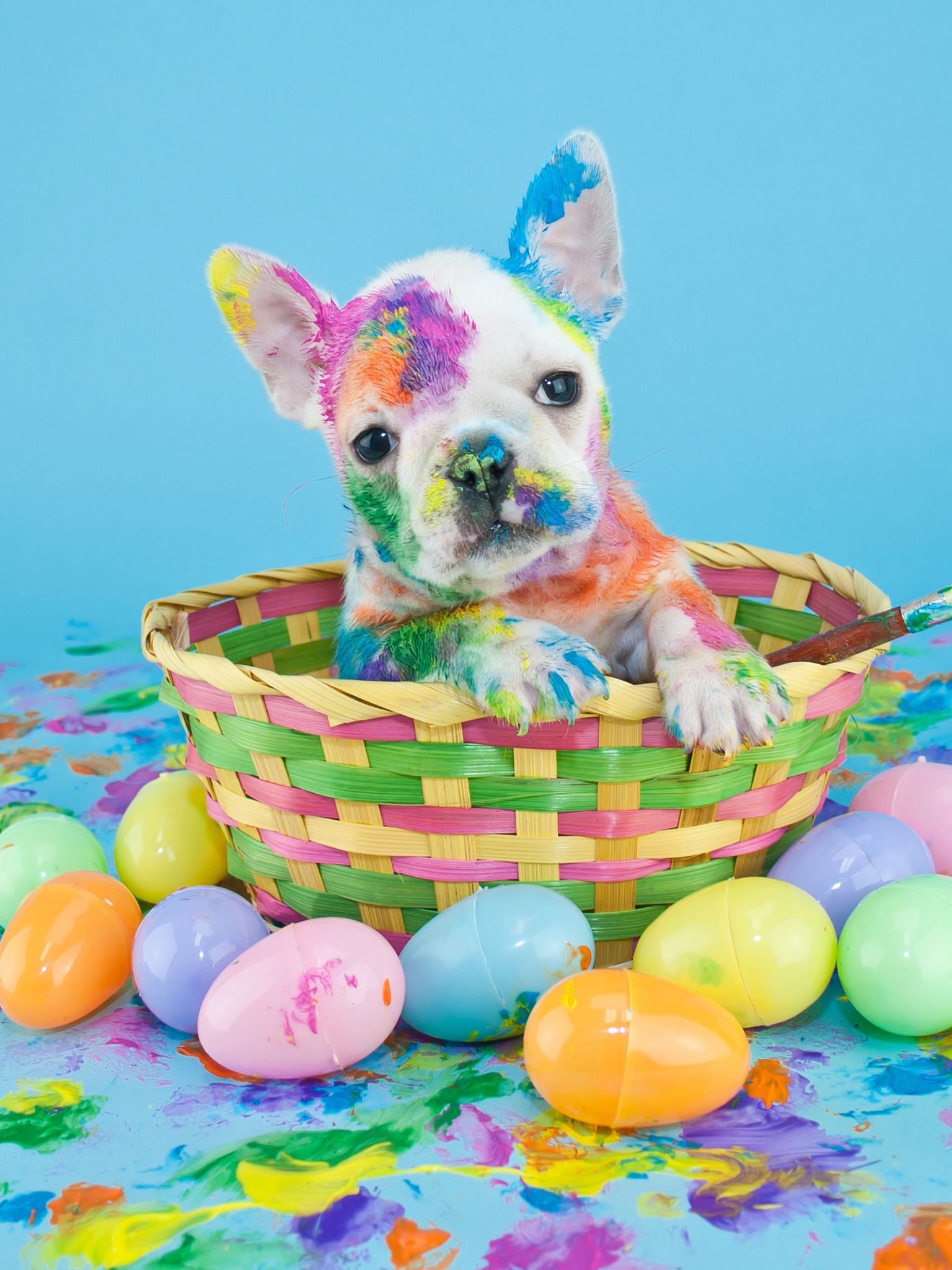 Easter Puppy French Bulldog Wallpaper & Background Download