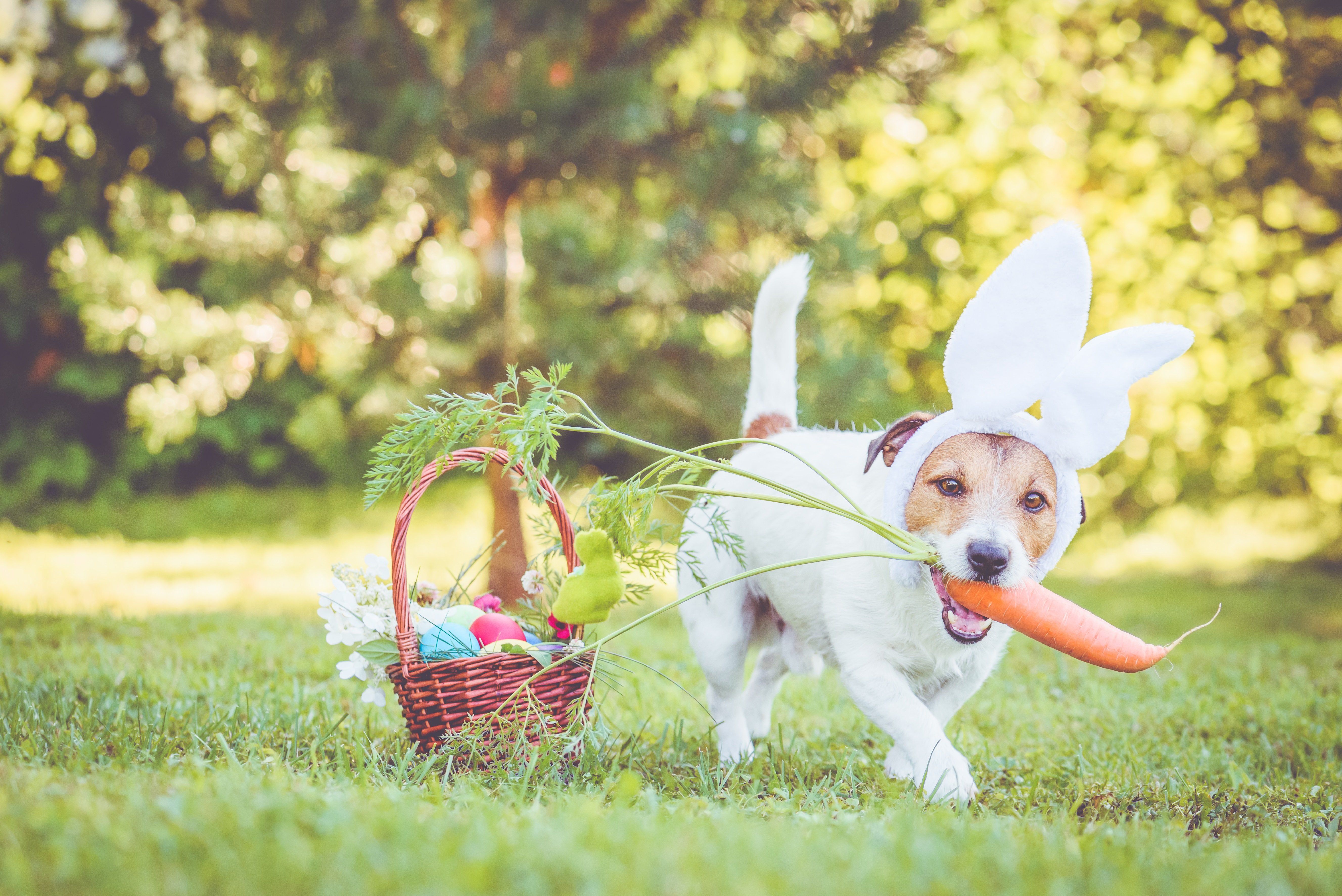 Easter Dog And Puppy Picture To Make You Smile