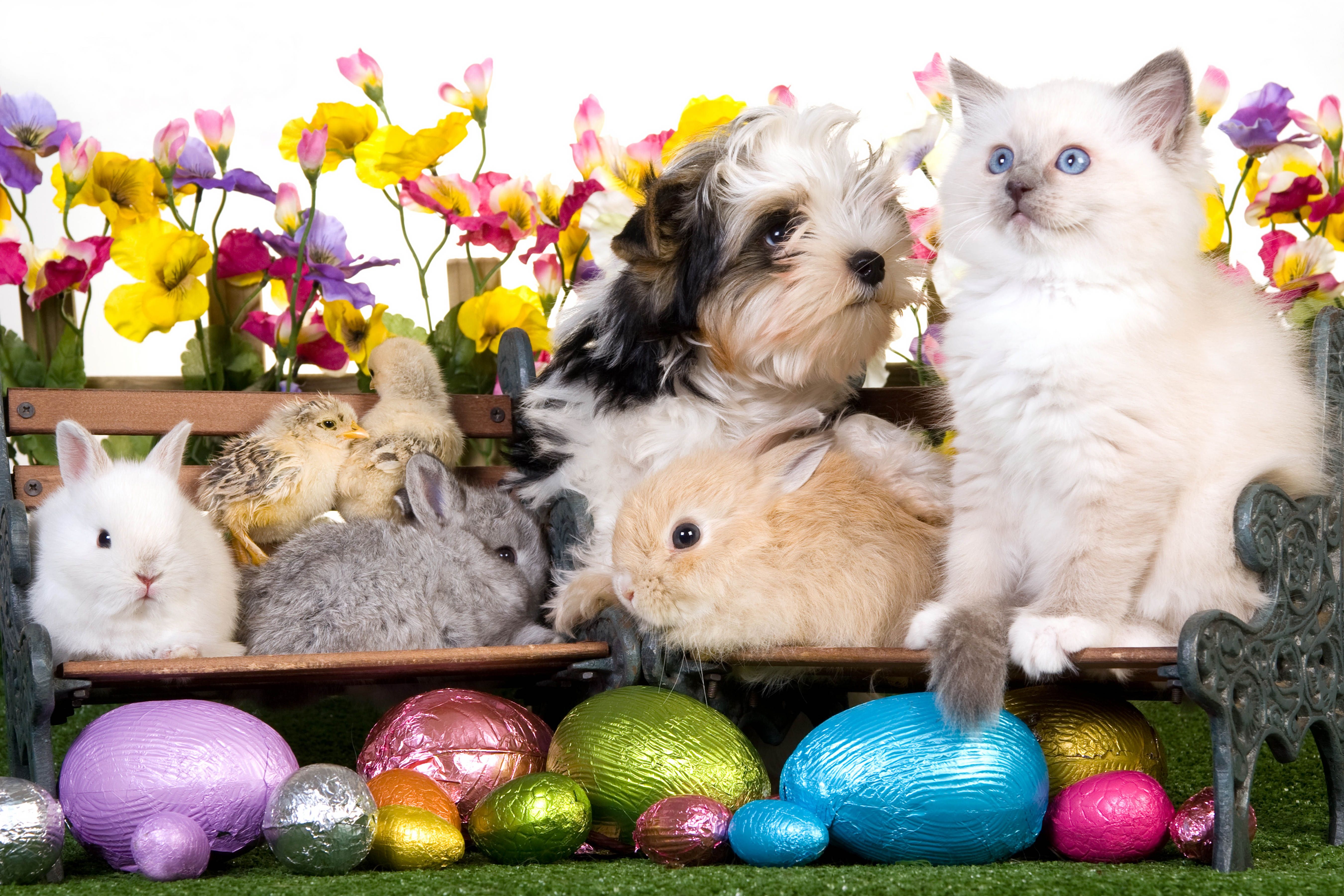 Wallpaper, animals, Easter, eggs, benches, rabbits, bunnies, puppy, kitten, Chicken, flowers 5400x3600