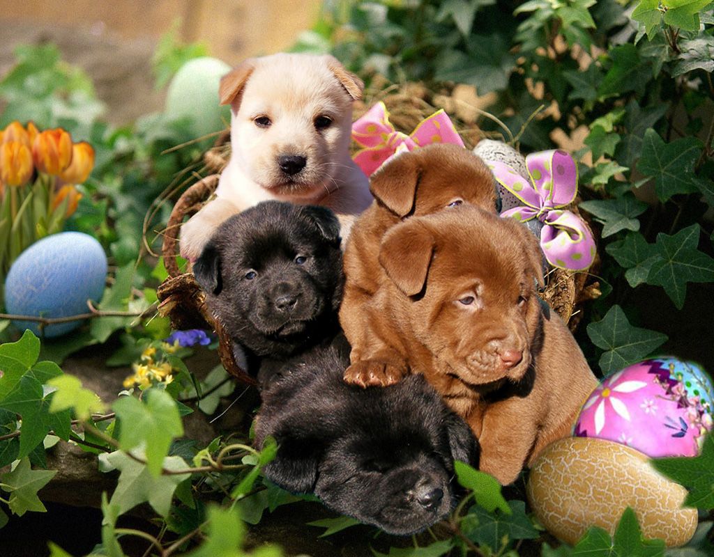 Spring Wallpaper with Puppies