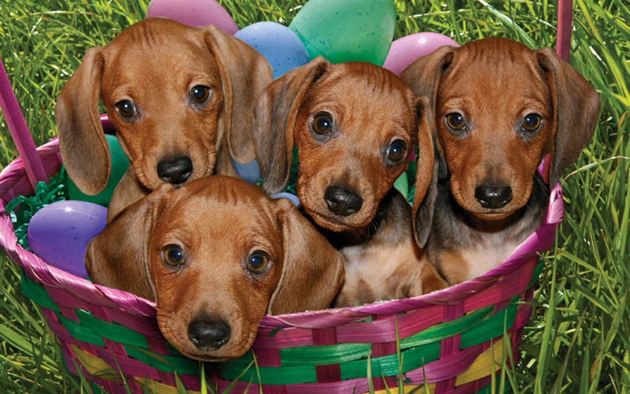 Cute Puppy Easter Wallpaper