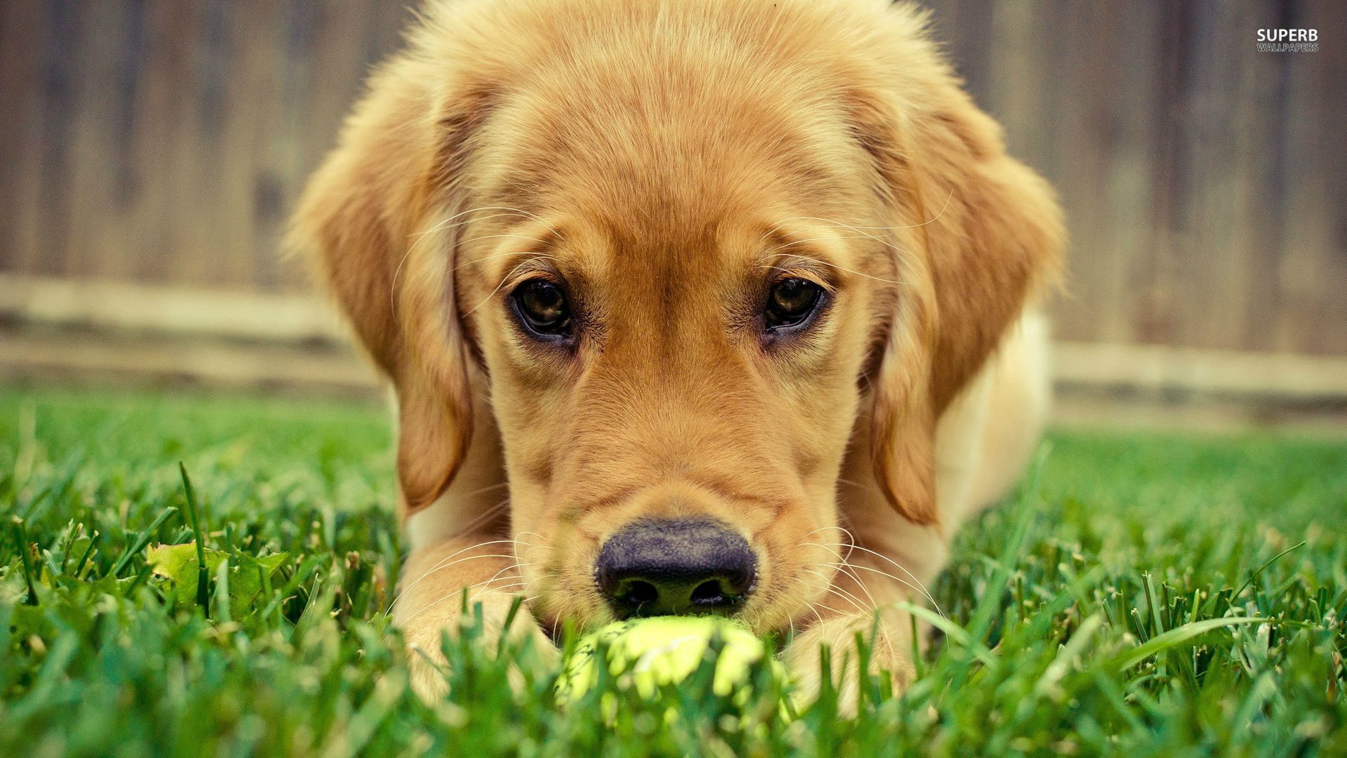 Free download Golden Retriever Puppies Wallpaper HD 12 Wallpaper [1920x1080] for your Desktop, Mobile & Tablet. Explore Free Golden Retriever Puppy Wallpaper. Golden Wallpaper HD, Spring Golden Retriever