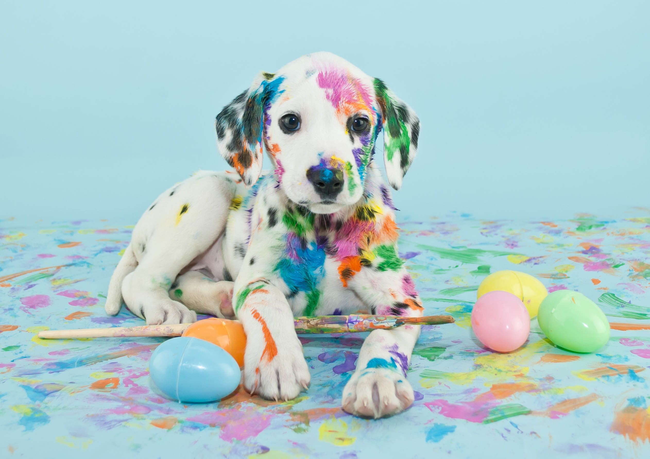 Dogs: Easter Puppy Paint Brush Eggs Dog Dalmatian Wallpaper