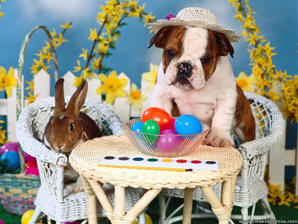 Free download Desktop Wallpaper Animals Background Easter Tea Party [1024x768] for your Desktop, Mobile & Tablet. Explore Party Animals Wallpaper. Party Wallpaper