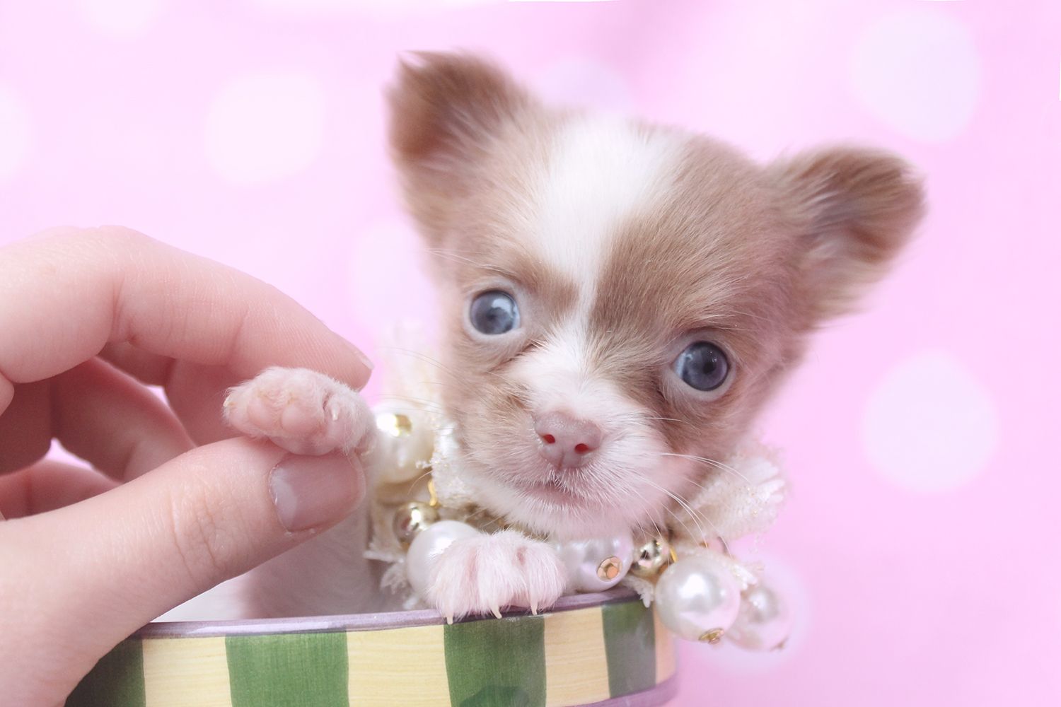 Best Image About Teacup Chihuahuas And Chihuahua Puppies Easter Picture With Puppies Wallpaper & Background Download