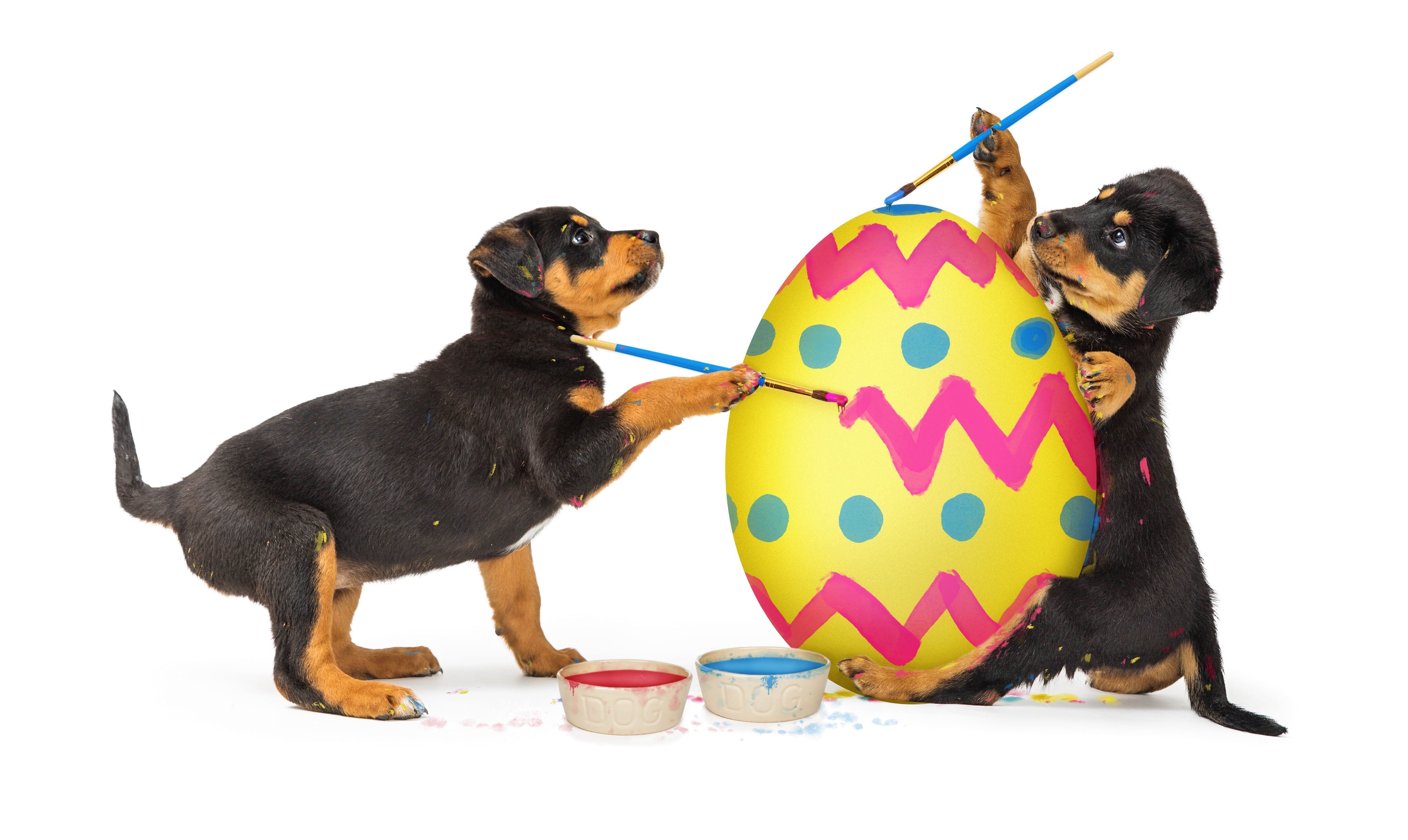 Easter Dog And Puppy Picture To Make You Smile