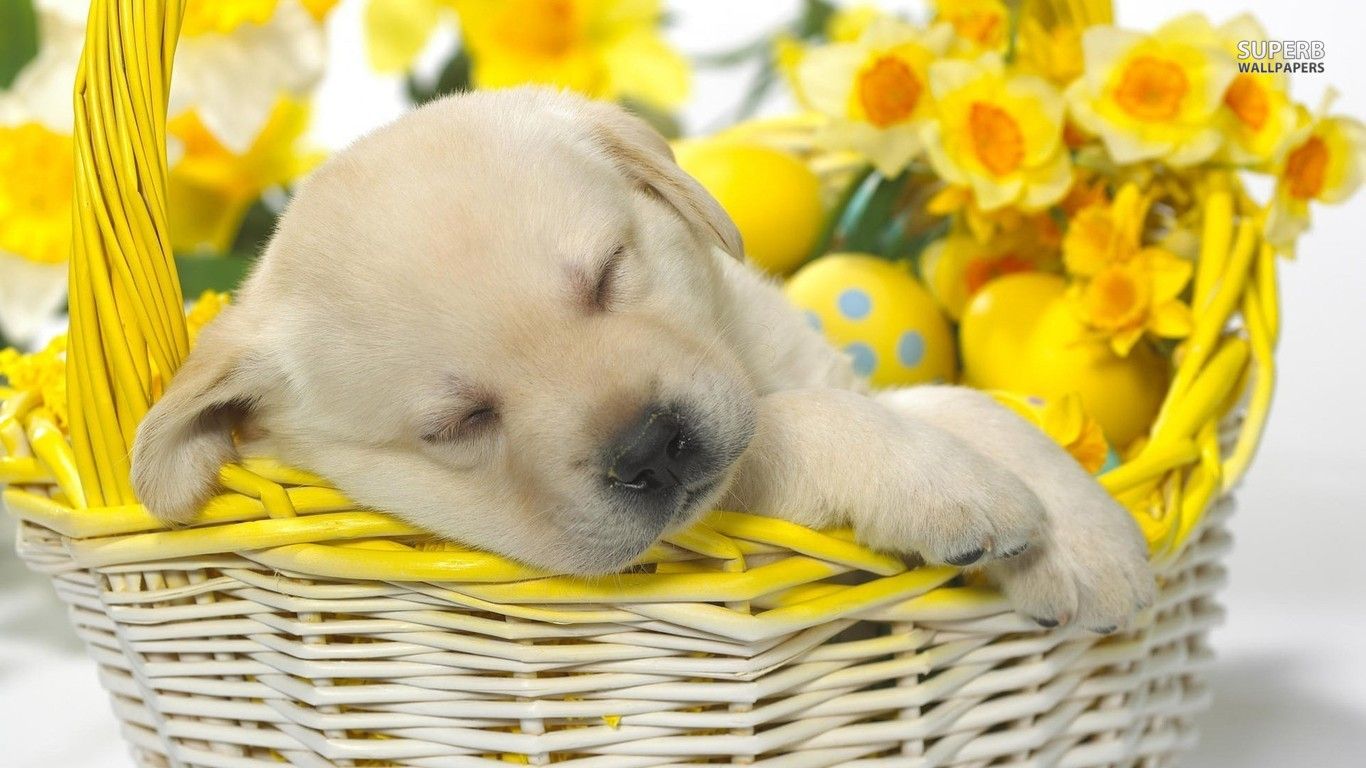 Golden Retriever puppy sleeping in a basket Wallpaper. Sleeping puppies, Golden retriever puppy, Autism service dogs