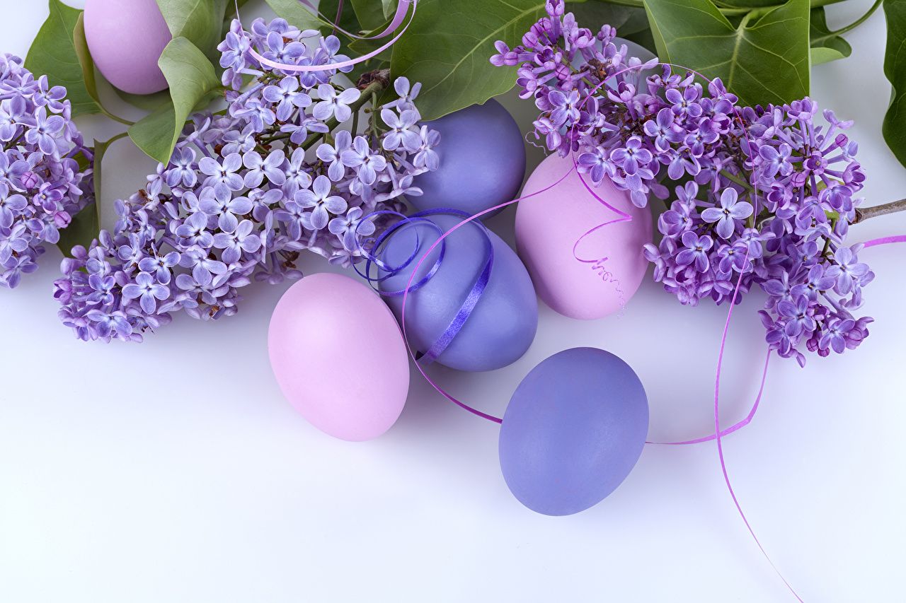 Picture Easter Eggs Lilac flower Holidays
