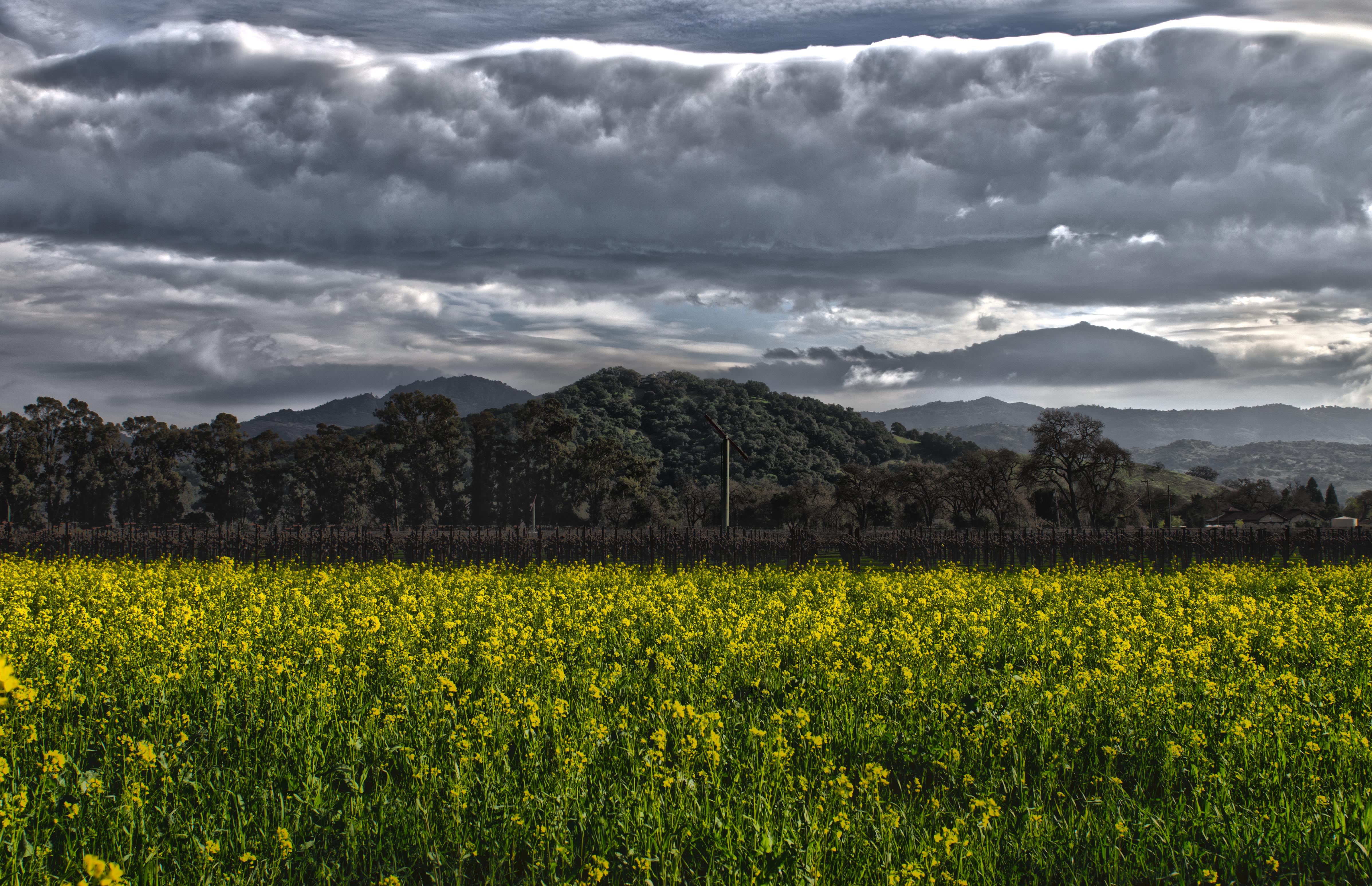 Wallpaper, California, county, trees, mountains, green, yellow, clouds, spring, day, tour, wine, cloudy, dramatic, stormy, tourist, hills, napa, bloom, destination, mustard, agriculture, northern, making, HDR, touring, viticulture 4790x3094