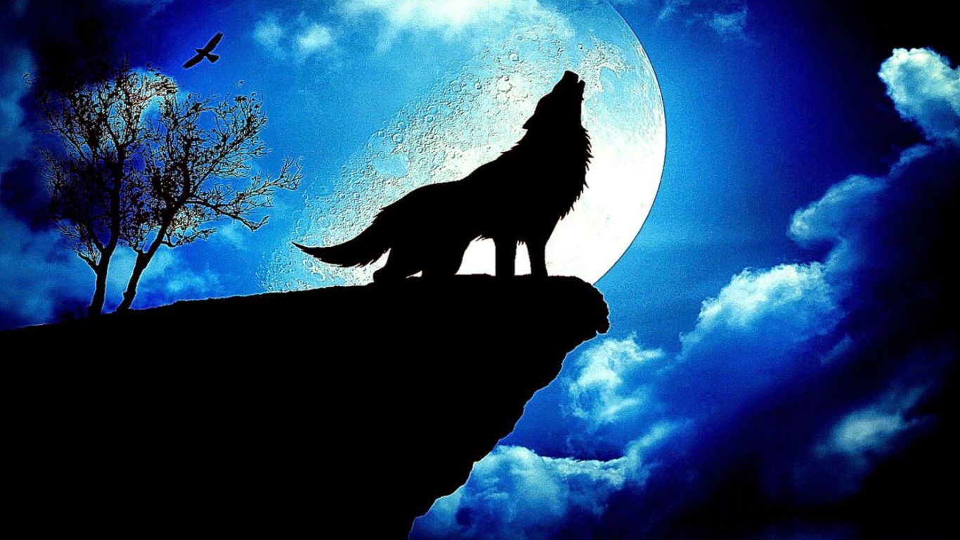 Free download Blue Wolf Best HD Wallpaper Quality [1488x853] for your Desktop, Mobile & Tablet. Explore Wolf Full Moon Wallpaper. Wolves Wallpaper for Desktop, Wolf Wallpaper, 1080P Wolf Wallpaper