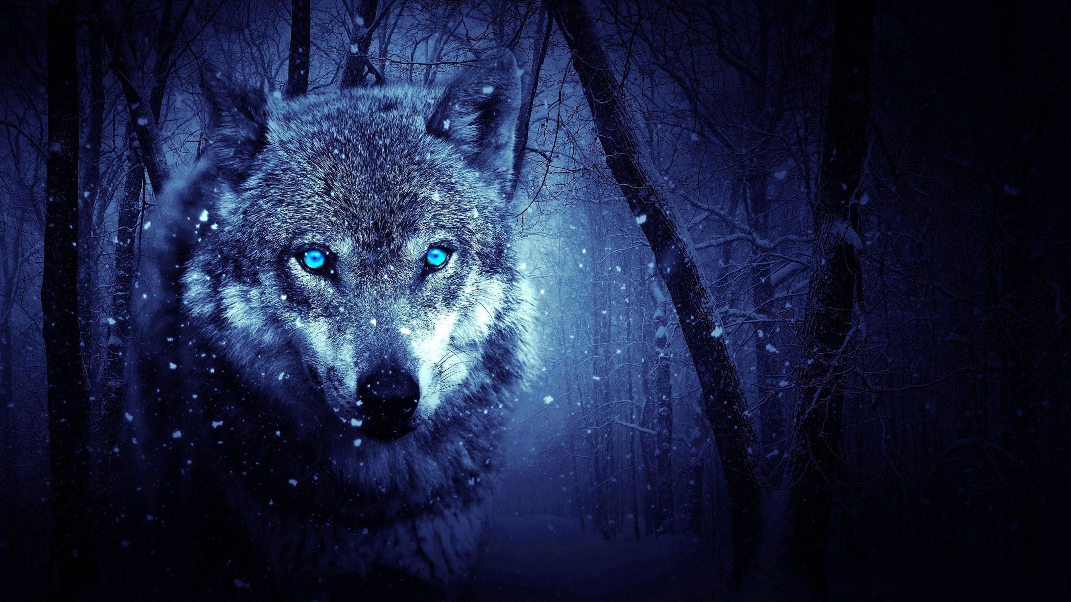 Black And Blue Wolf Wallpapers - Wallpaper Cave