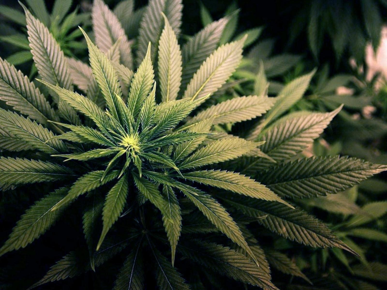 marijuana, Weed, Drugs Wallpaper HD / Desktop and Mobile Background