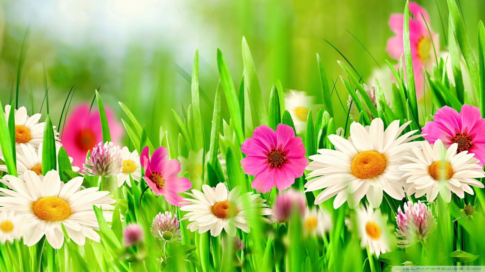 Easter Flowers Wallpapers - Wallpaper Cave