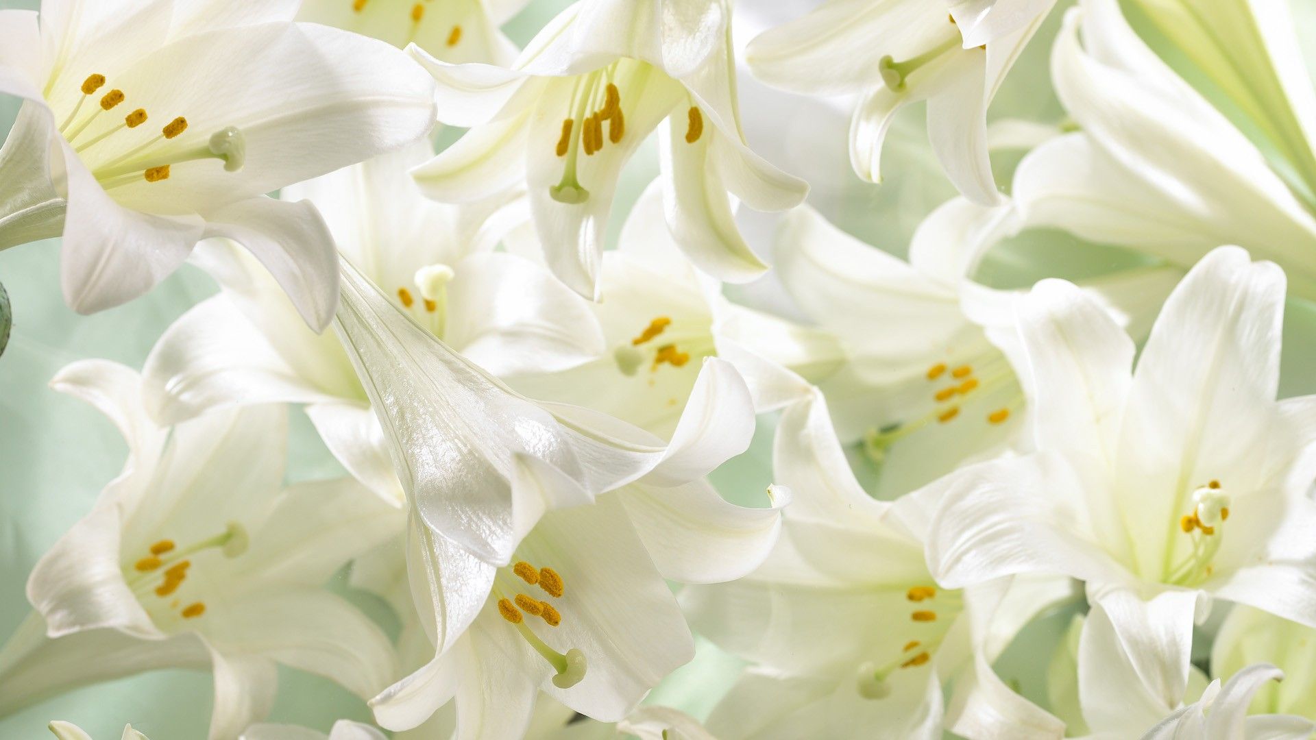 Easter Lilies Wallpaper Easter Lilies Lily Flower Background Wallpaper & Background Download