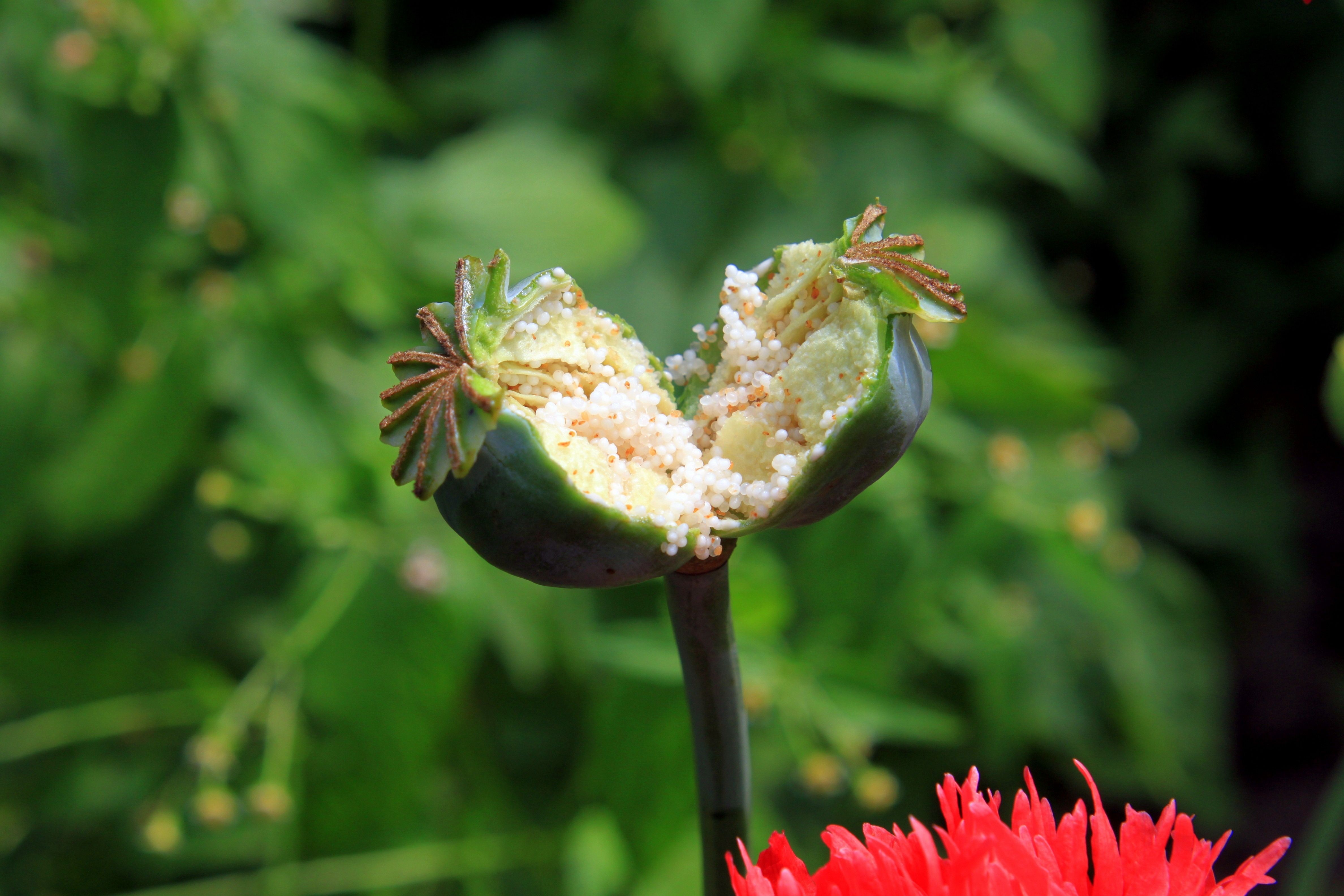 green opium poppy bud free image