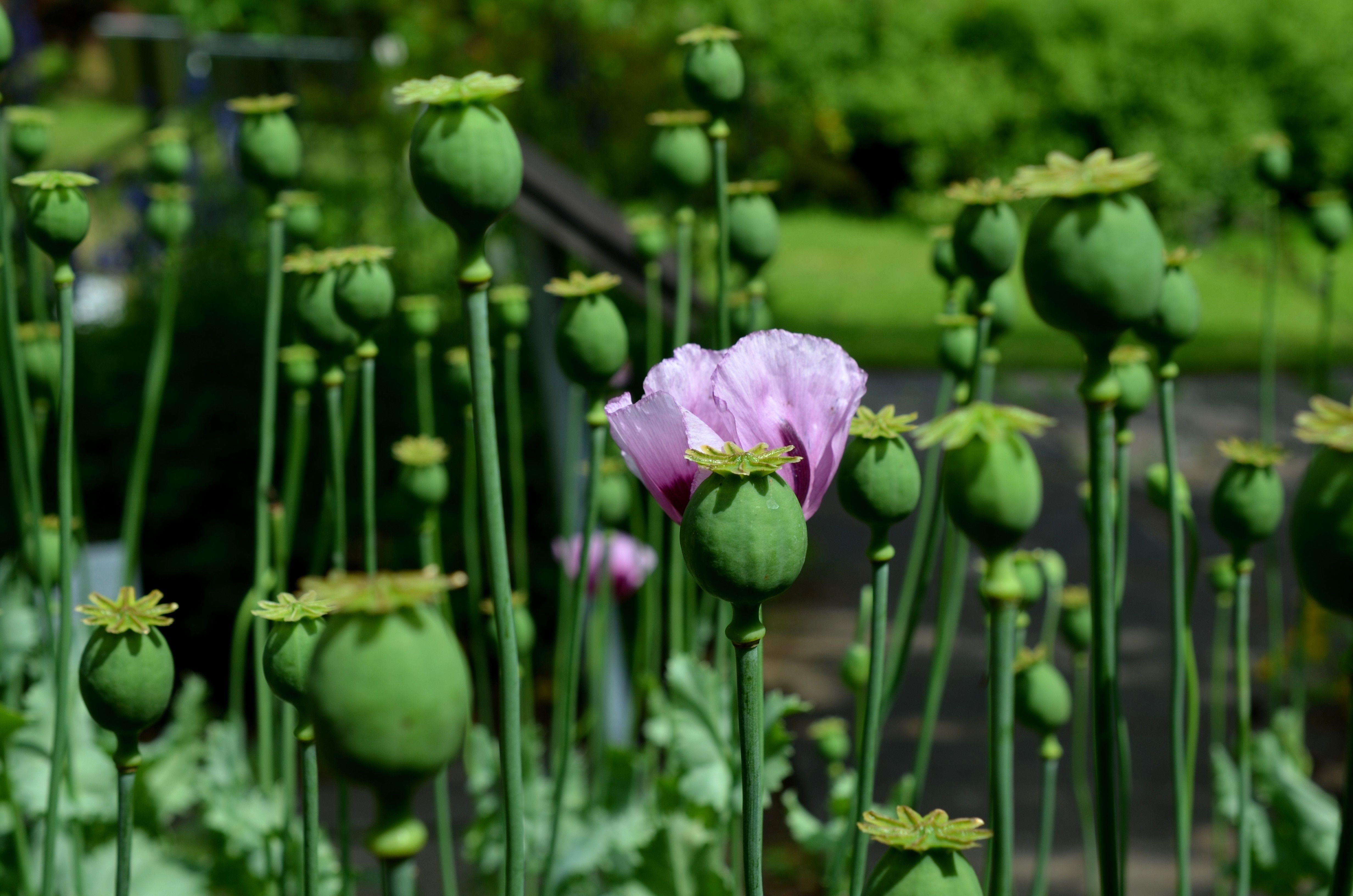 purple opium poppy flower free image