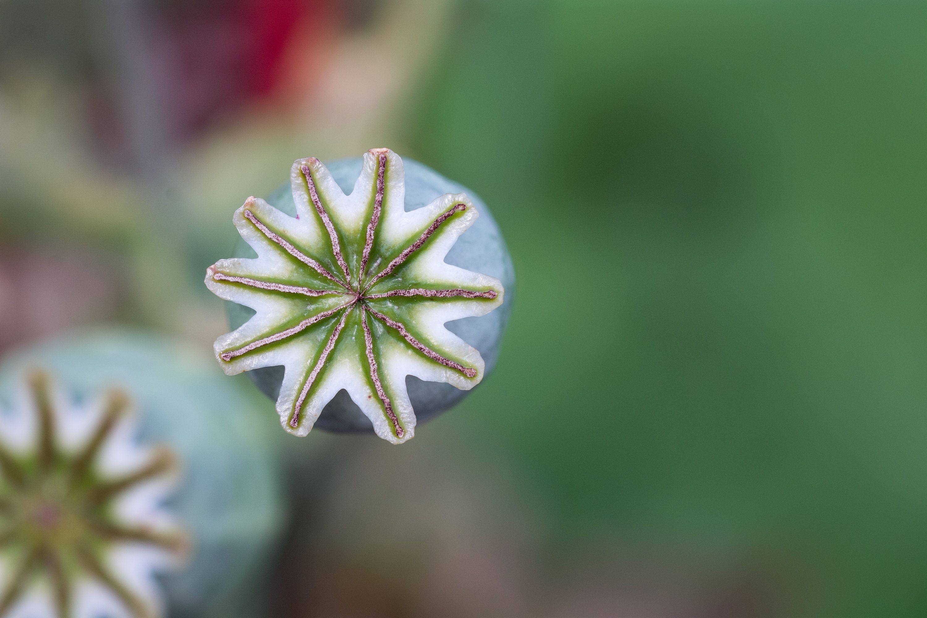 Shallow Focus of Opium Flower · Free