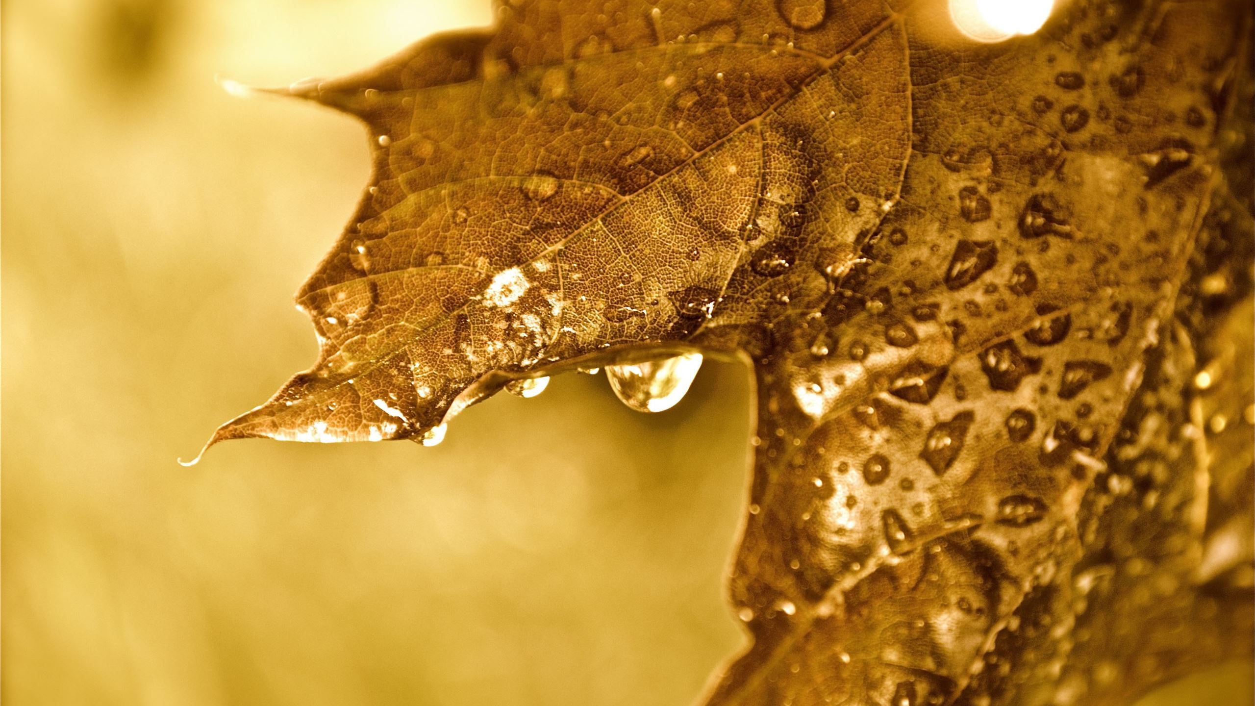Dripping Golden Leaf MacBook Air Wallpaper Download