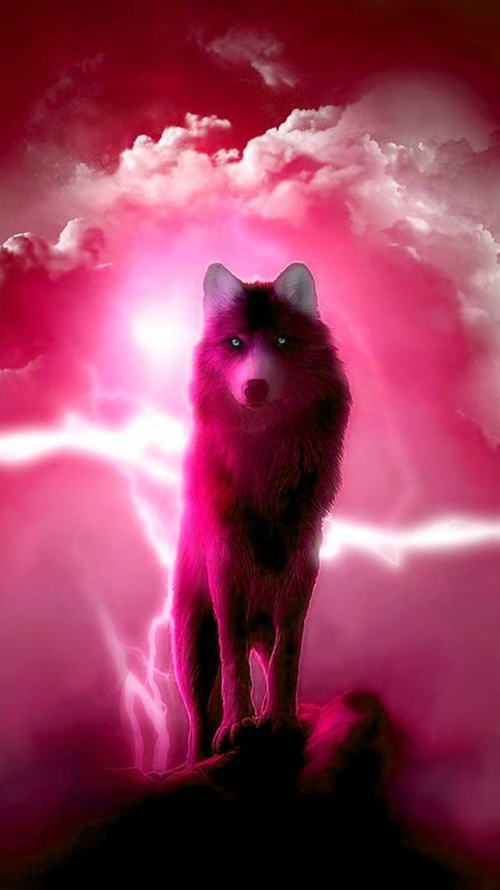 Pink Wolf Wallpaper Free Pink Wolf Background