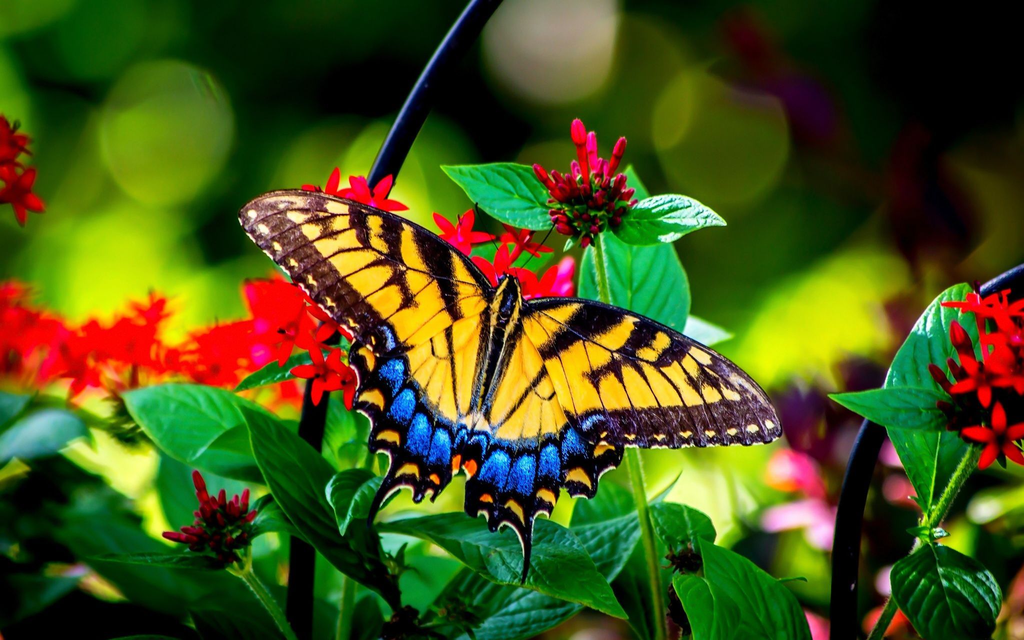 Butterflies: Butterfly Garden Flowers Colors Summer Nature Greenery Beautiful Beauty Green Leaves P. Butterfly background, Beautiful butterflies, Flower wallpaper