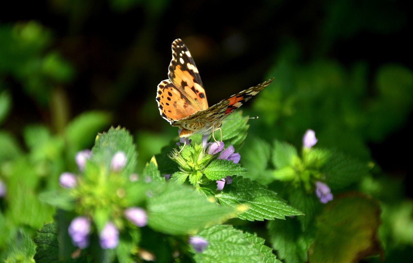 Wallpaper summer, butterfly, insects, nature image for desktop, section животные