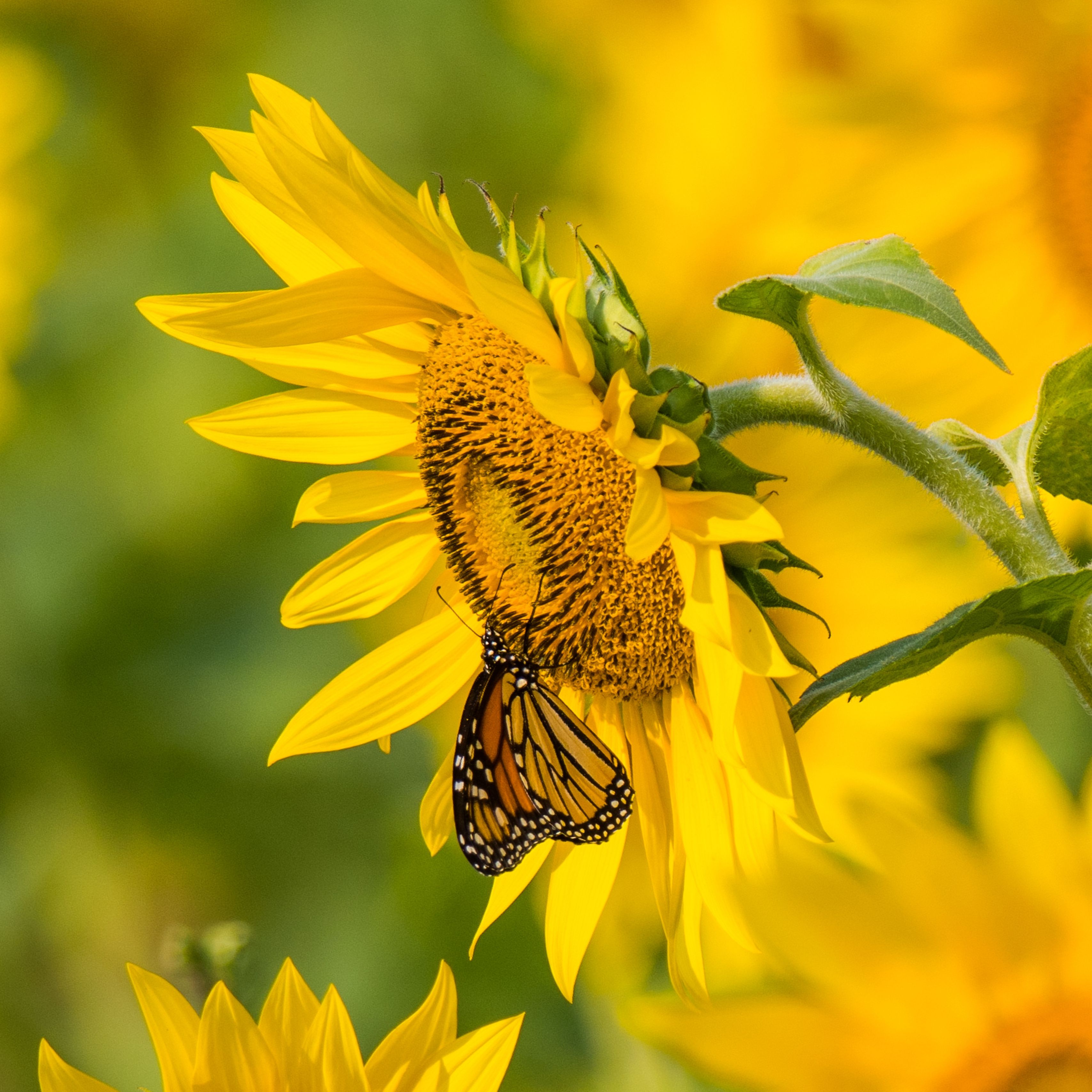 Sunflowers and Butterflies Wallpaper