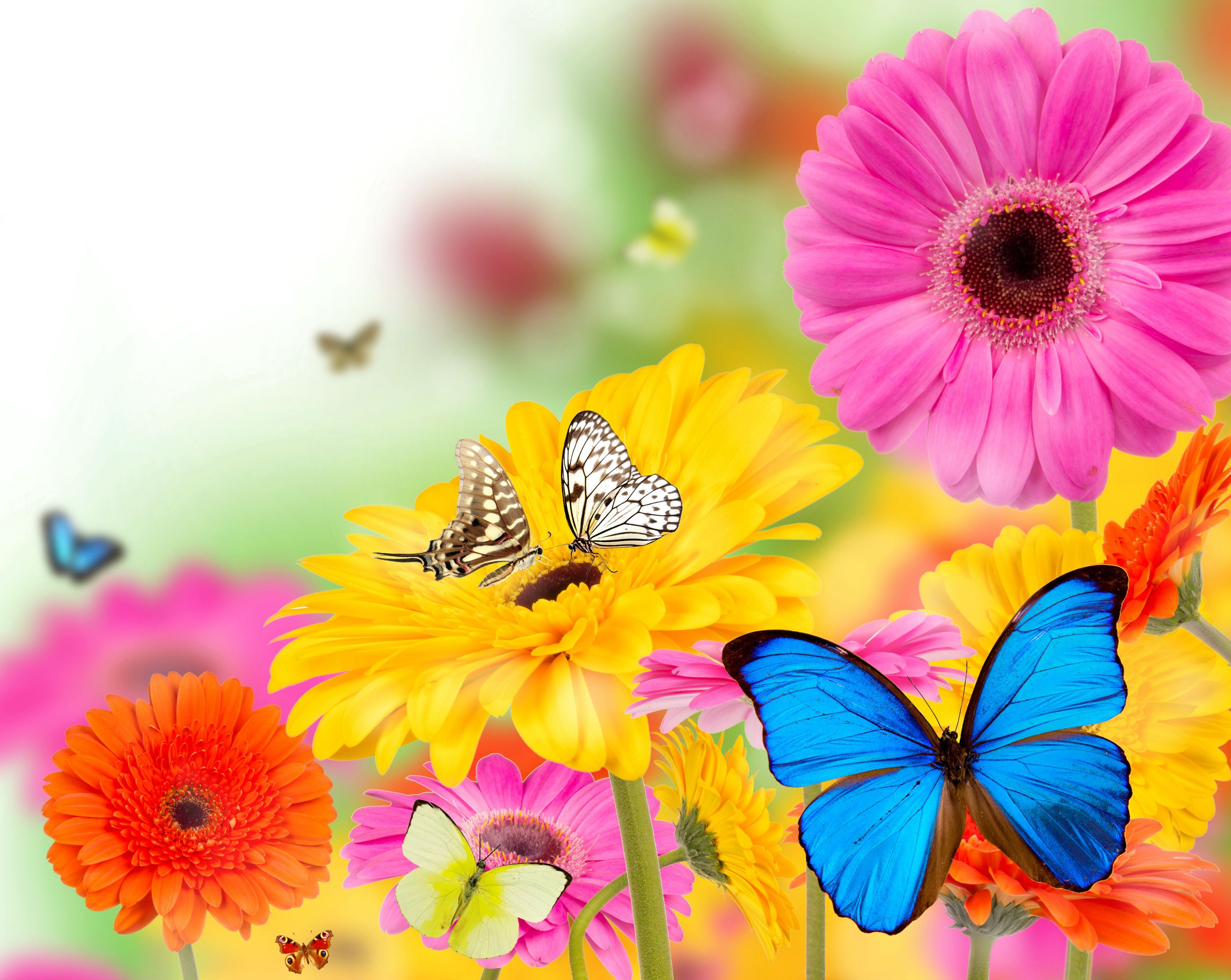 gerberas, Butterflies, Flowers, Butterfly, Bokeh, Summer, Spring Wallpaper HD / Desktop and Mobile Background