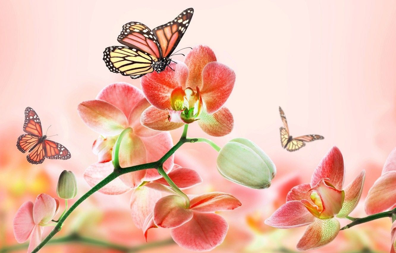 Wallpaper summer, butterfly, flowers, abstraction, background, pink, beauty, art, Orchid, 3D. image for desktop, section рендеринг