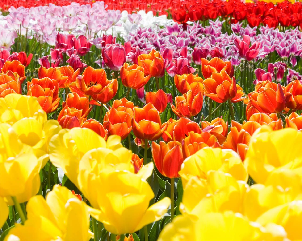 Beautiful Spring Flower Computer Background
